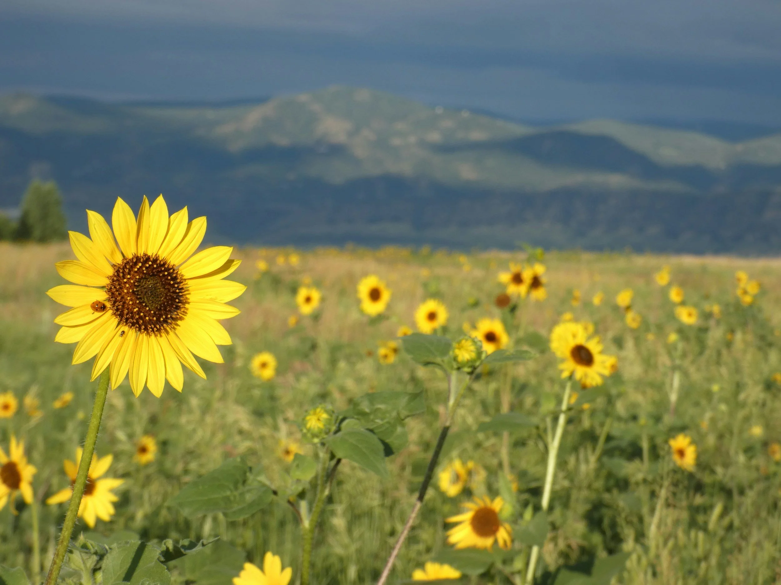 Seasonal Safety Tips for Colorado Mountain Seniors