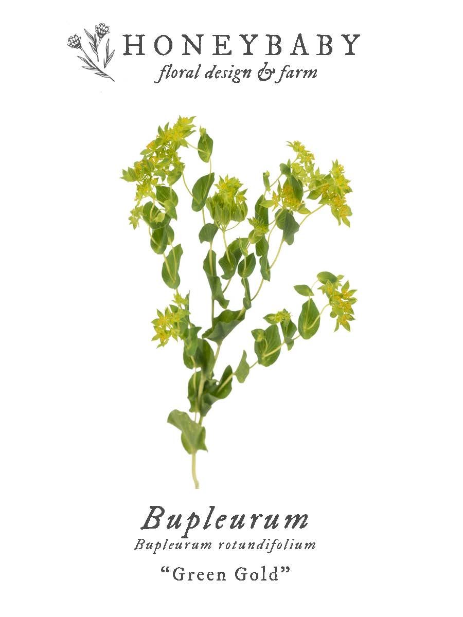 BUPLEURUM "Green Gold" - Seed Pack