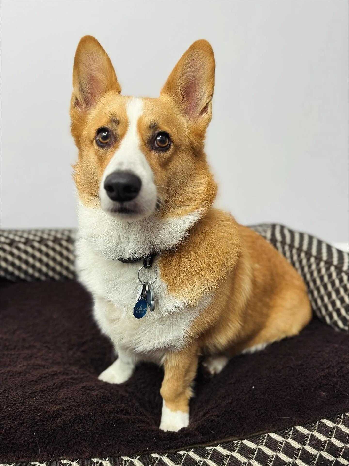 Still waiting for little guy to join me in Germany 🇩🇪. We have had challenges with the carrier, however Jeni @petsfly.comusa is working hard to get Watson to me as soon as possible. I miss him a great deal.