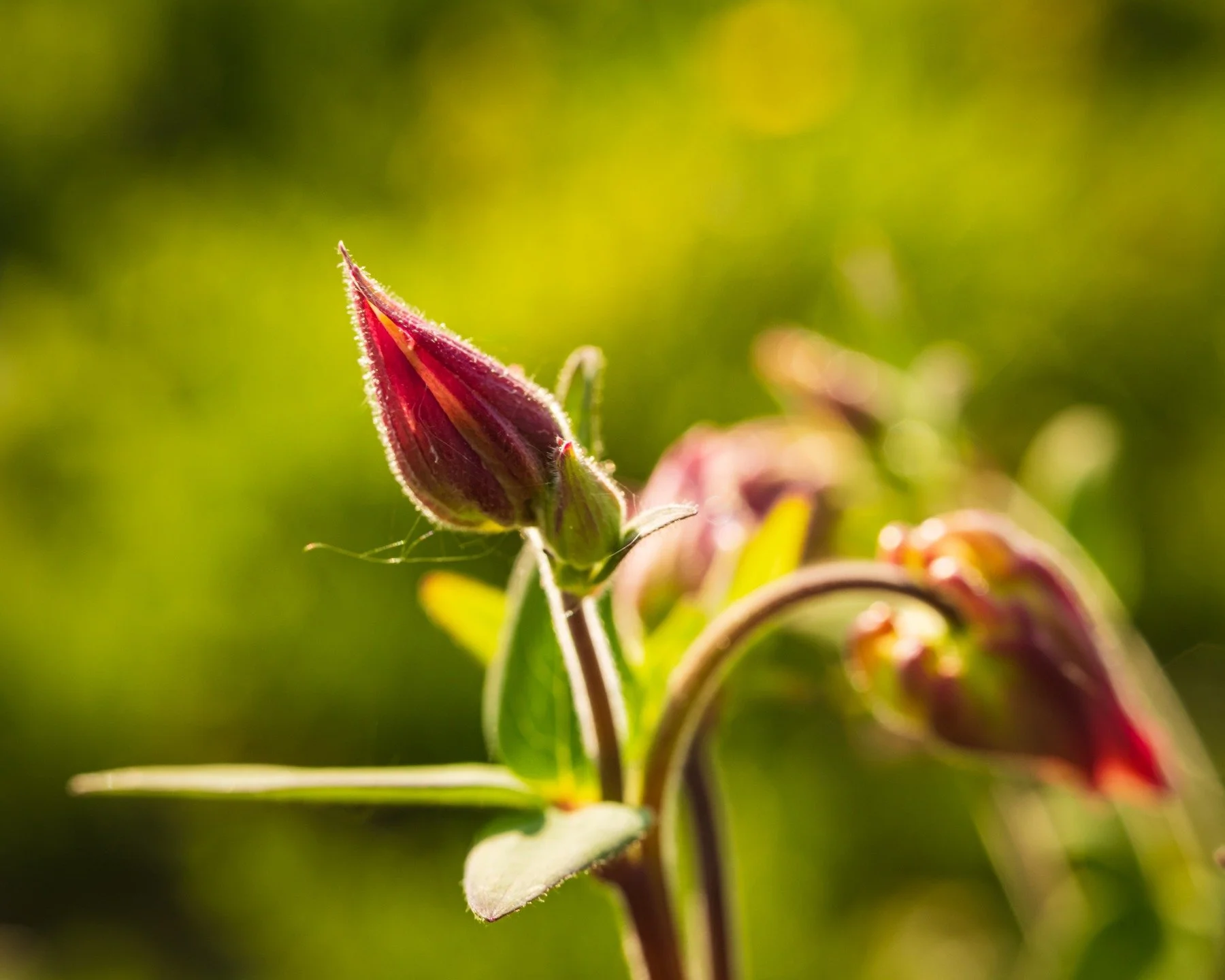 As I mentioned yesterday, there is a large green belt just around the corner from the apartment. I love it, and I went out with my Canon &amp; Lensbaby Velvet 56. I had a great time for a few minutes, and of course it started to rain.
Yes, I moved so