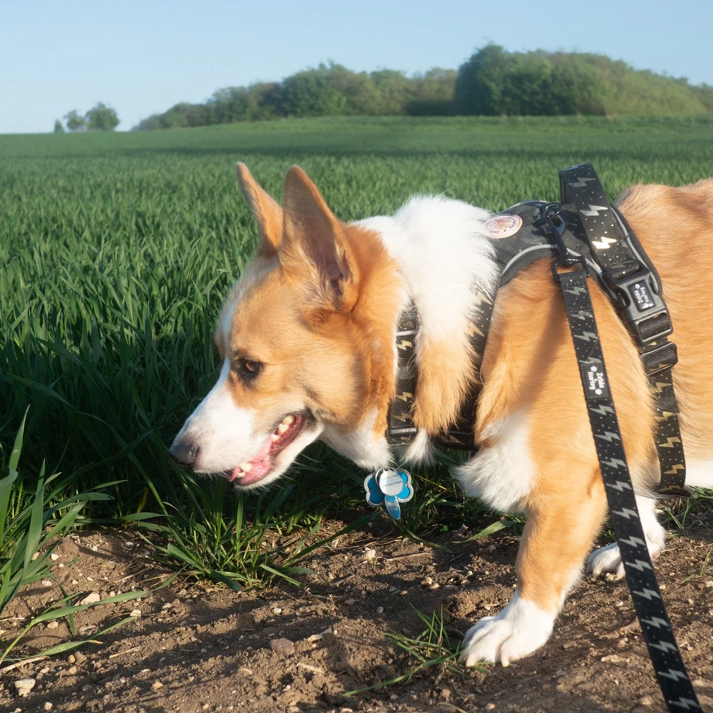 His smile says everything. This is how I feel every single day. Being outside, walking not on concrete, having fresh air, light until 8pm...what else do we want. 
You might wonder if we have adjusted to apartment life. We have. Yes, I was worried abo
