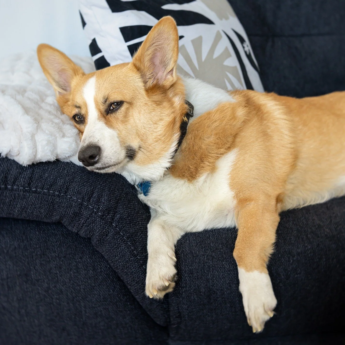 "Life is rough in Germany" - just kidding. Watson seems to enjoy it as much as I do. We are walking daily at least 5km (just little over 3 miles). I don't even know why I bought another dog bed for Watson; he prefers the sofa to sleep on. 
