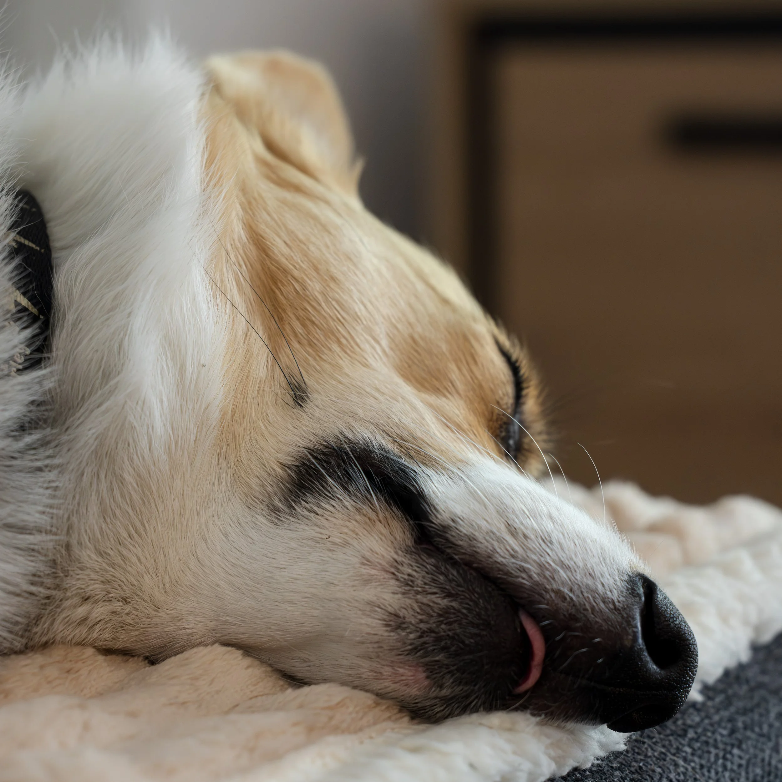 I just love watching Watson sleeping. He always has his tongue a little out; it is so cute 💕.
.
.
.
#macromay #macrophotography #CanonR5 #Canonmacrolens #clickproelite #clickprophotography #WatsoninGermany #Corgi #freelancephotographer #petphotograp