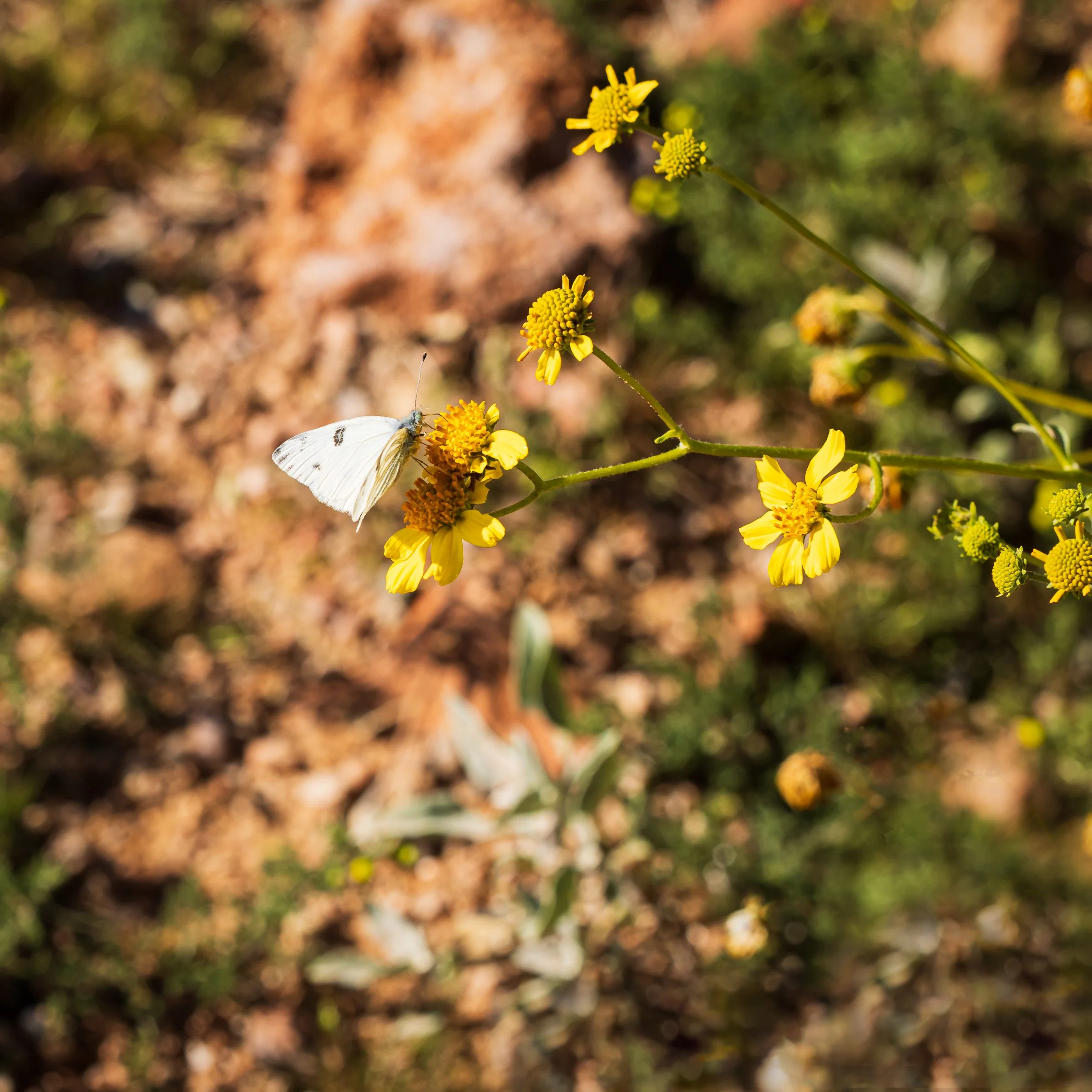 The white butterfly was one of the last images I took in Arizona. I know, it took me a while to format, but I needed some time.
I took the image after a client session at a location Mark and I used to visit often, the Superstition Springs Museum &amp