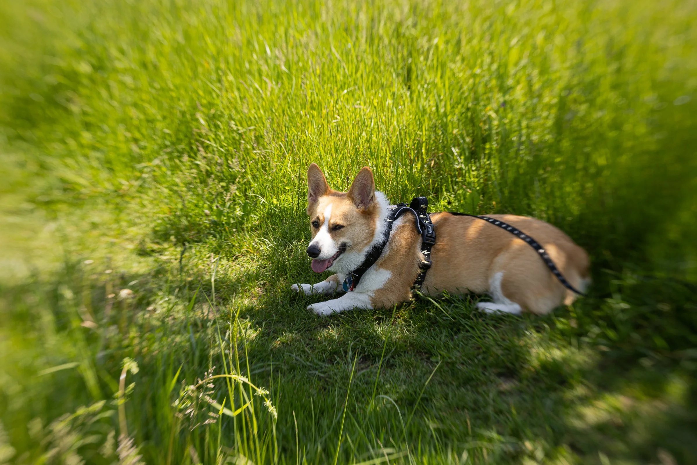 It got a little warm today; actually hot for Germany. Watson had enough walking and needed a little break. If you know corgis, they literally just plop and won't move. He only started moving when I told him that we would go home. This little guy alre