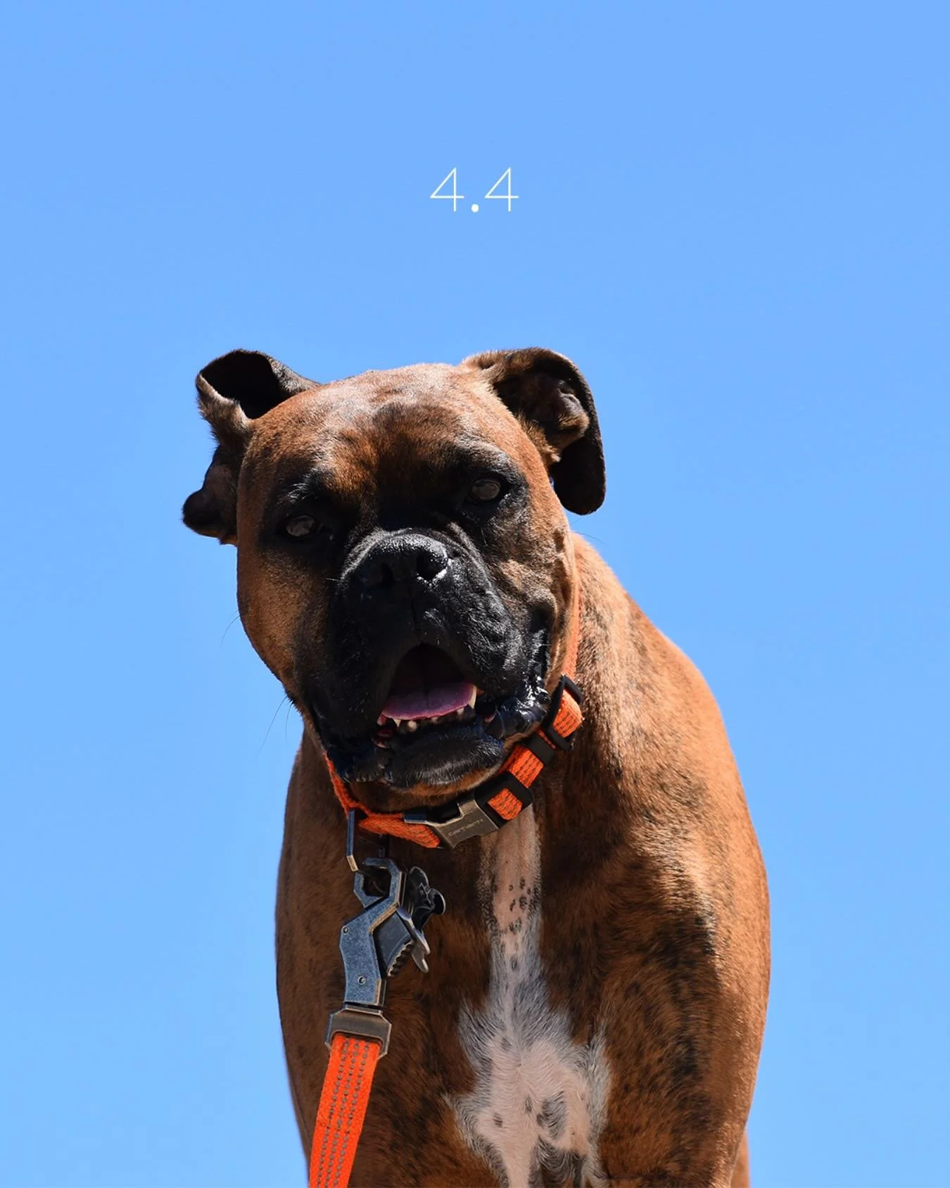 It&rsquo;s been a year since you left us Bubba. We still think about you everyday. We love you and we miss you. 4.4 ❤️ 🦴 
@boxerbrady #boxerbrady #boxer #thebestboy #neverforgotten #weloveyou