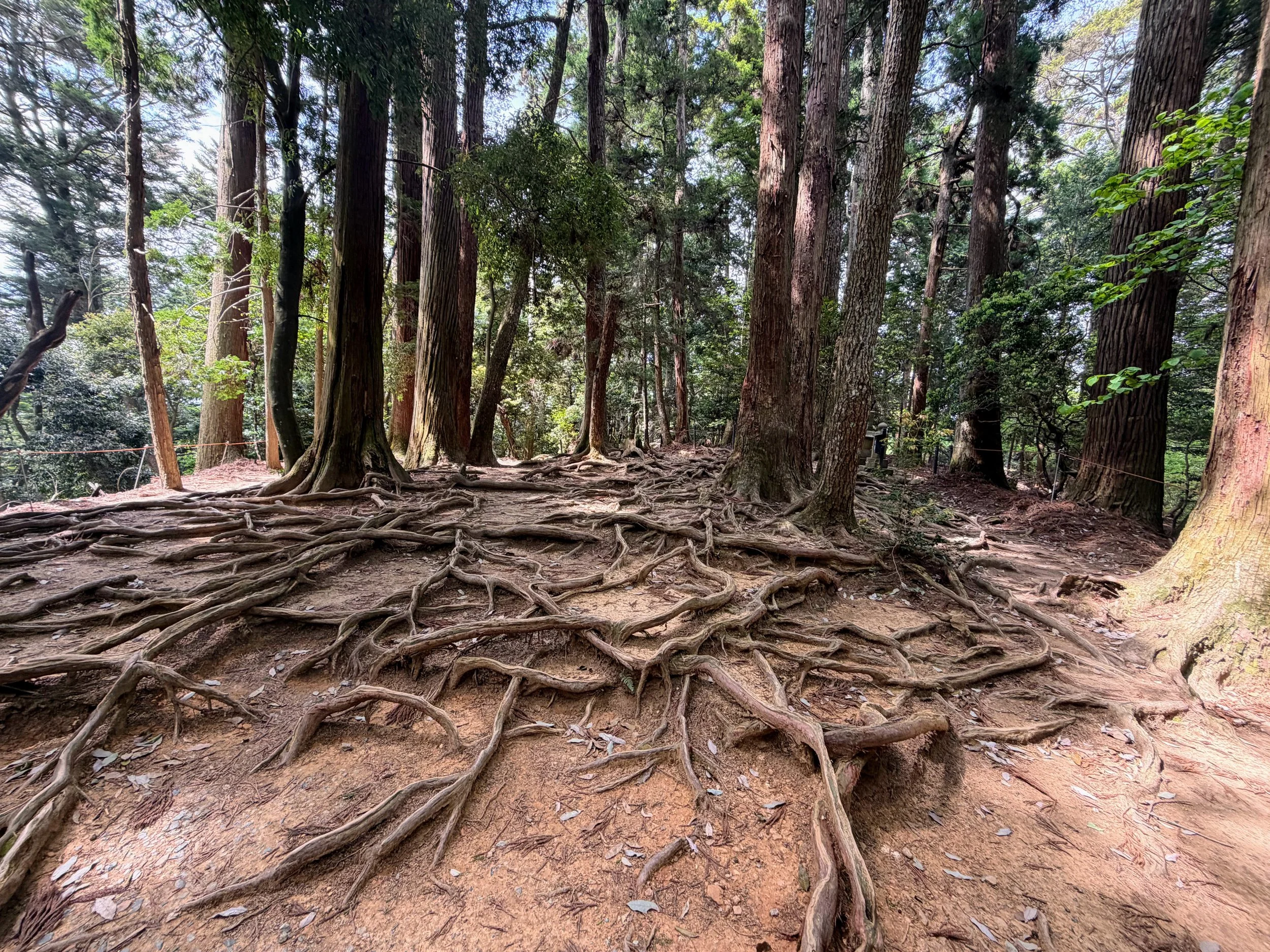 A forest scene with tall trees, exposed root systems on the ground, and patches of sunlight through the foliage.
