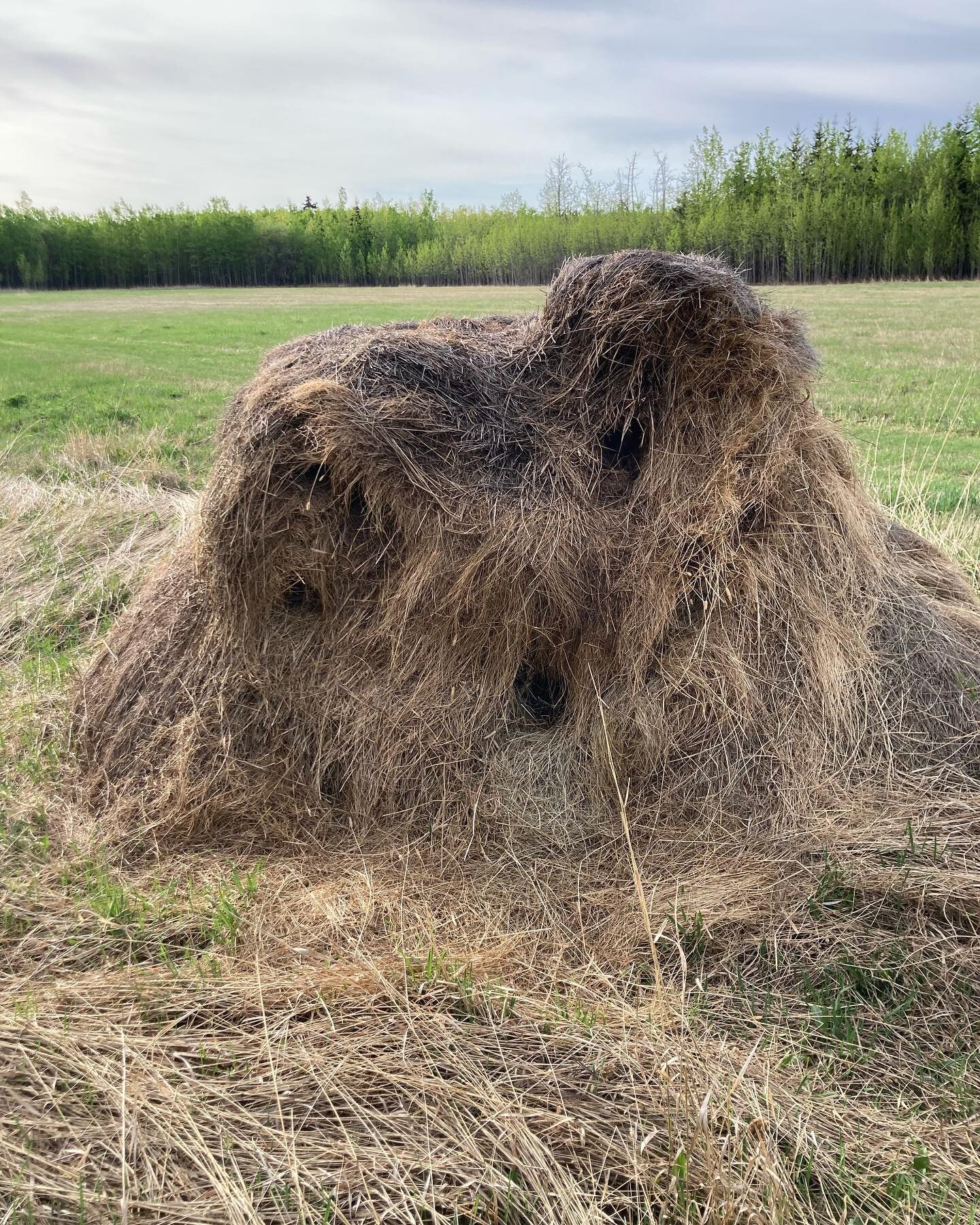 At first this old bale looked like some kind of muppet. When I took a closer look, I noticed these holes were little burrows of some kind. I&rsquo;m resisting the urge to put my hand in one of them to see if there is anything living inside. What&rsqu