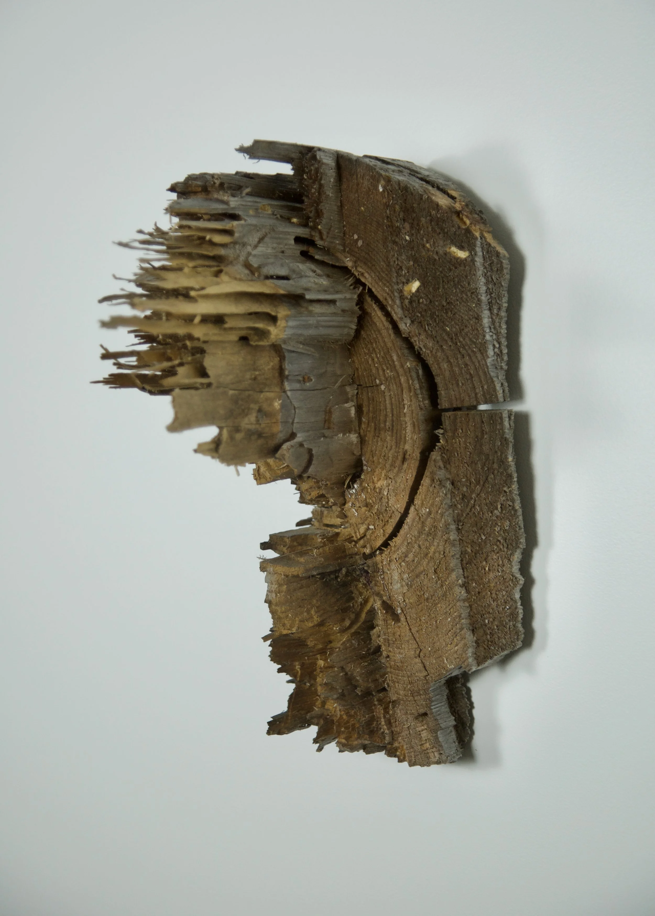 McGregor_Ant Gallery.jpeg