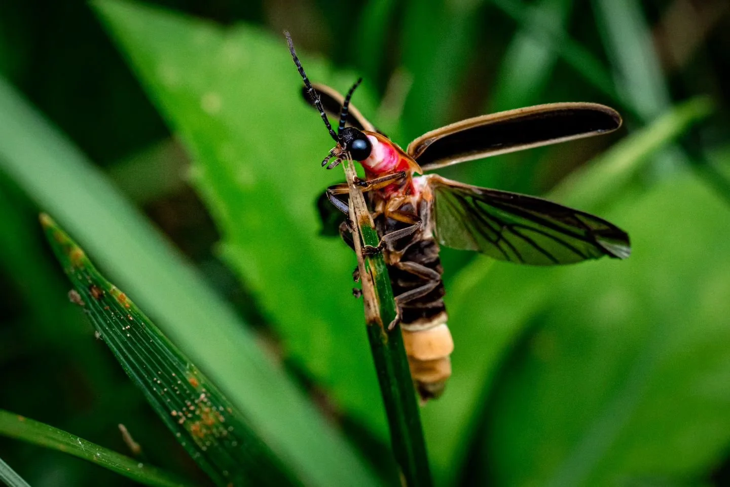 Got to catch this lovely lightning bug taking off.😁

#macrophotography #lightningbugs #naturephotography #insectphotography #creepybutcute #munins_momentos