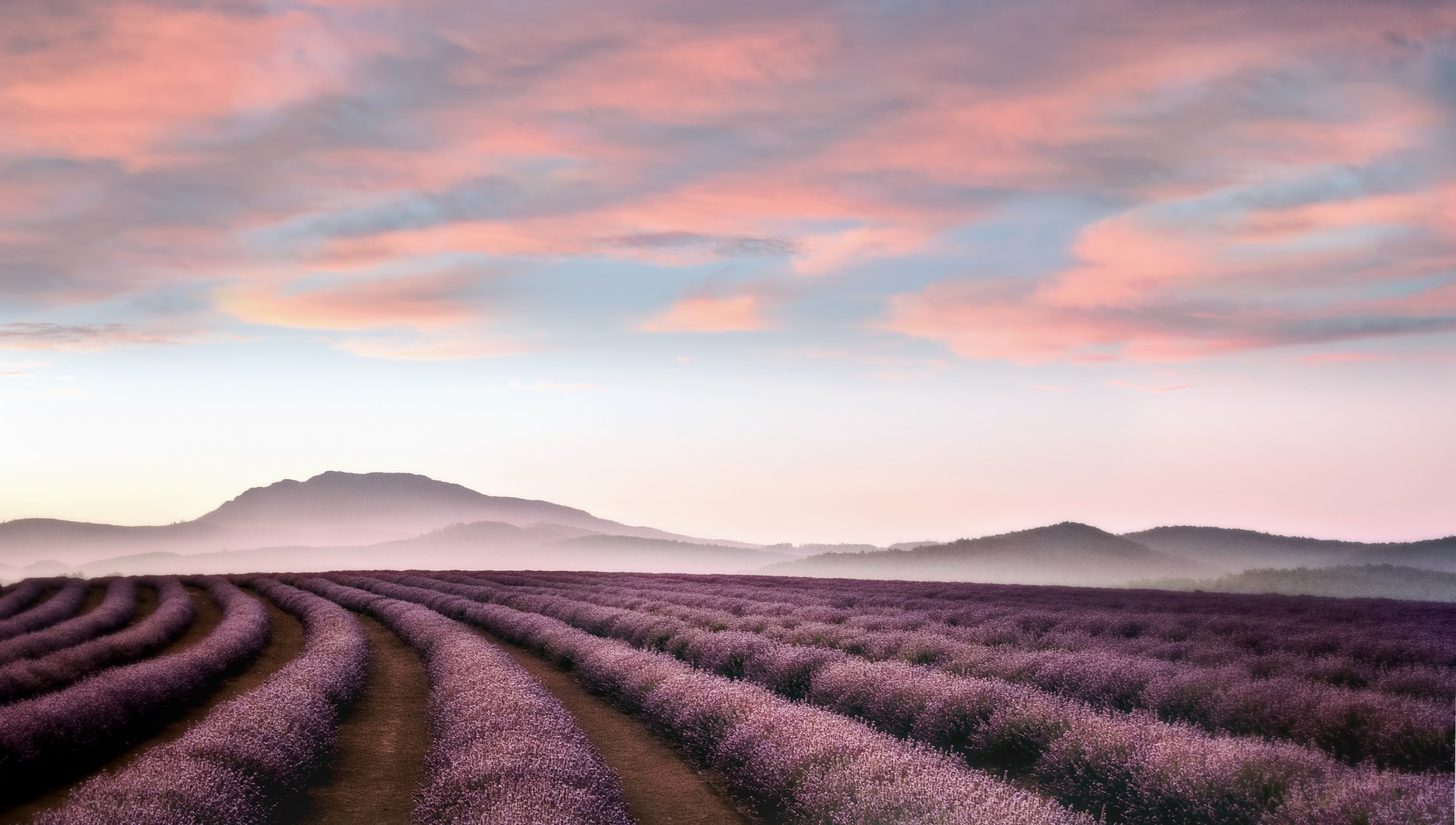 Lavender Website.jpg