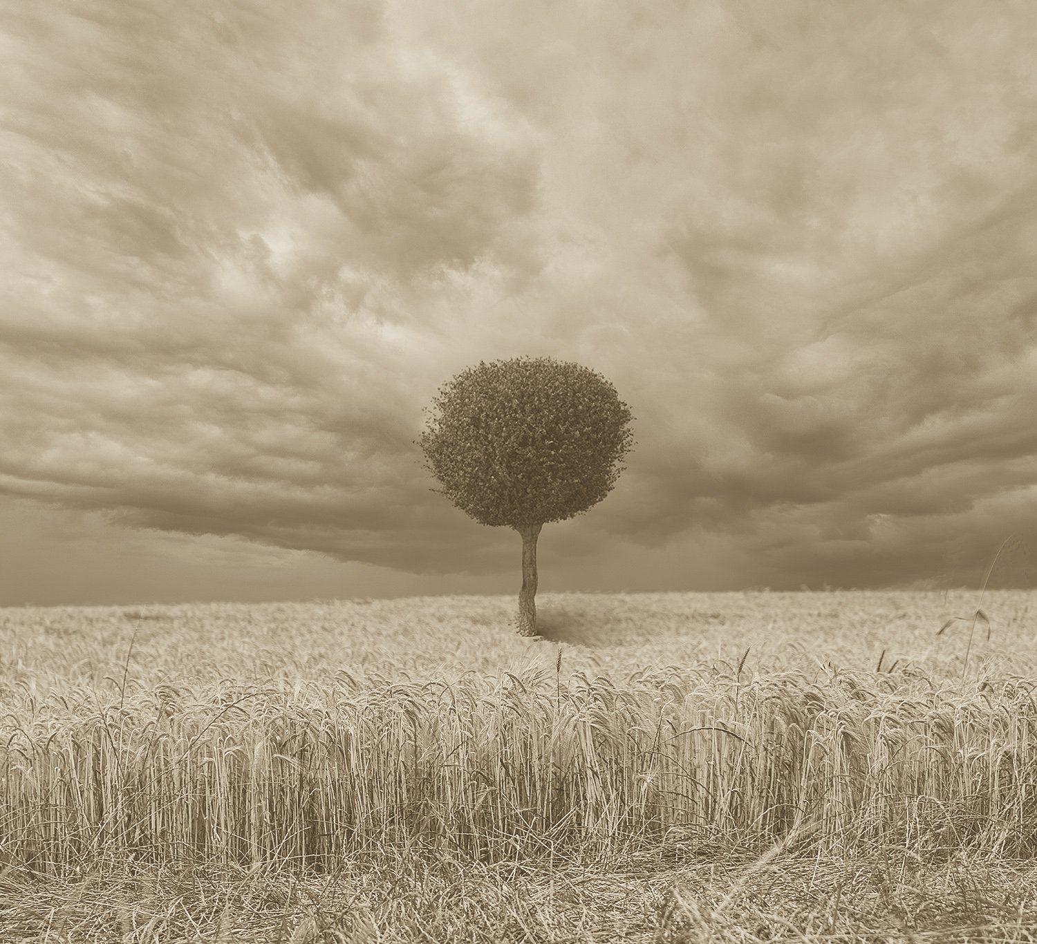 Wheat Field with Tree Sample Split the Mood.jpg