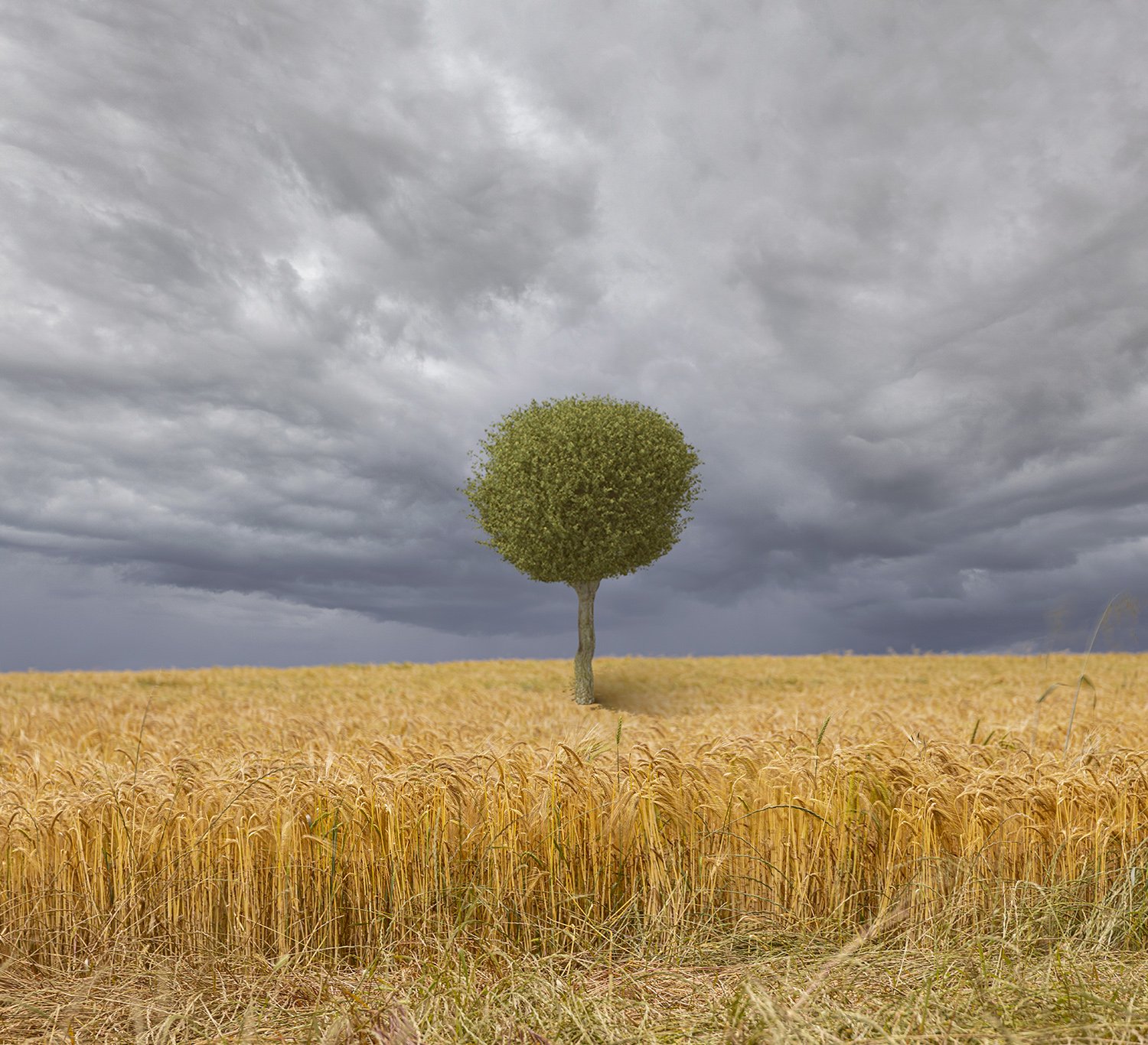 Wheat Field with Tree Sample A Whisp of Sepia.jpg