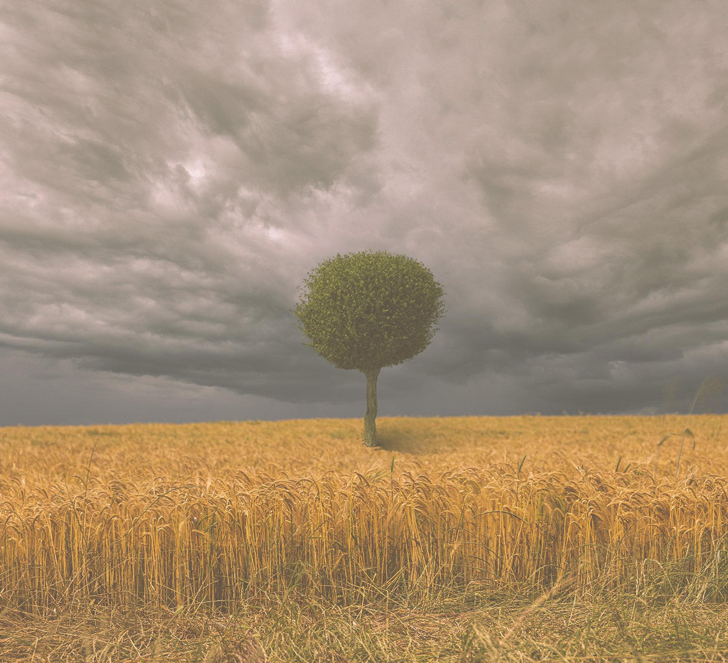 Wheat Field with Tree Sample Matte Faded.jpg