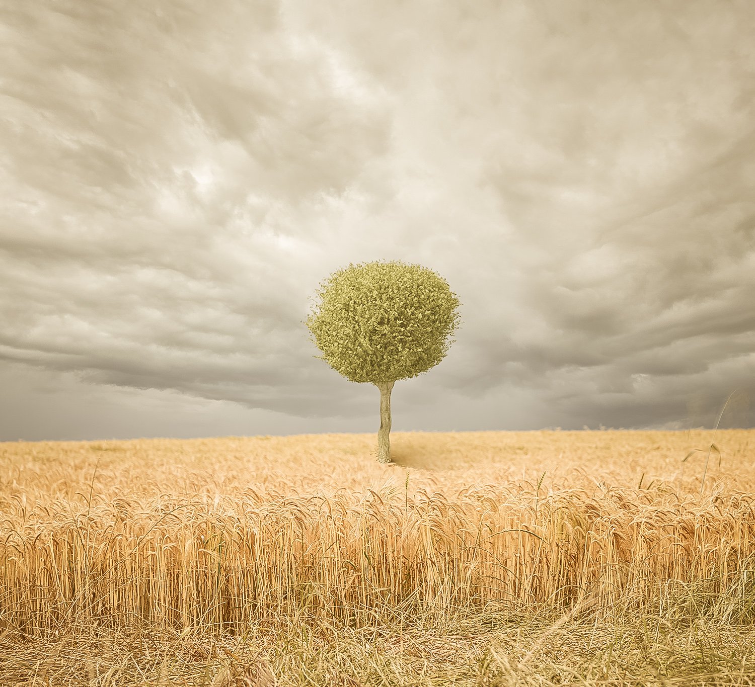 Wheat Field with Tree Sample Muted Tones.jpg