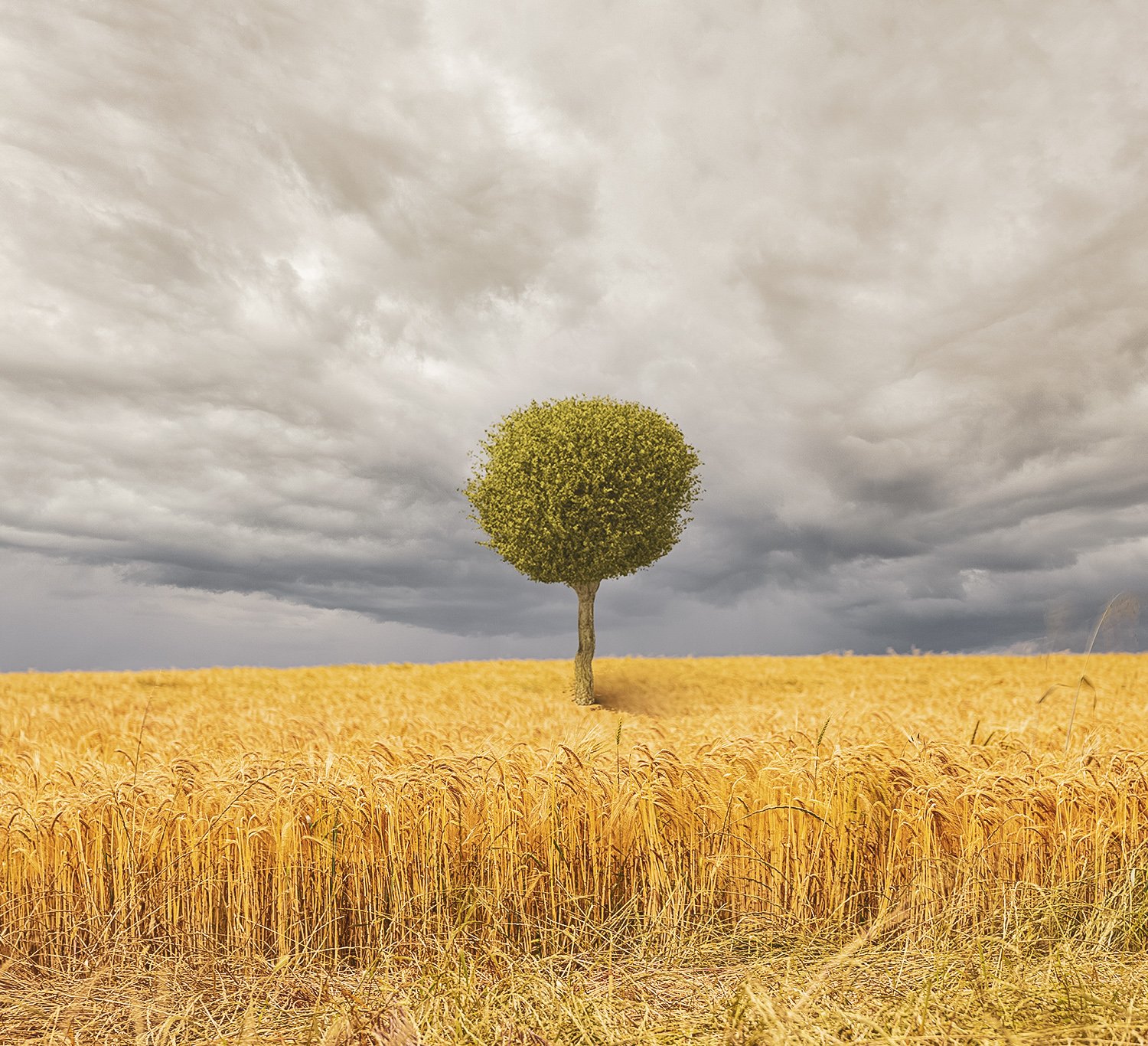 Wheat Field with Tree Sample A Touch of Sepia.jpg