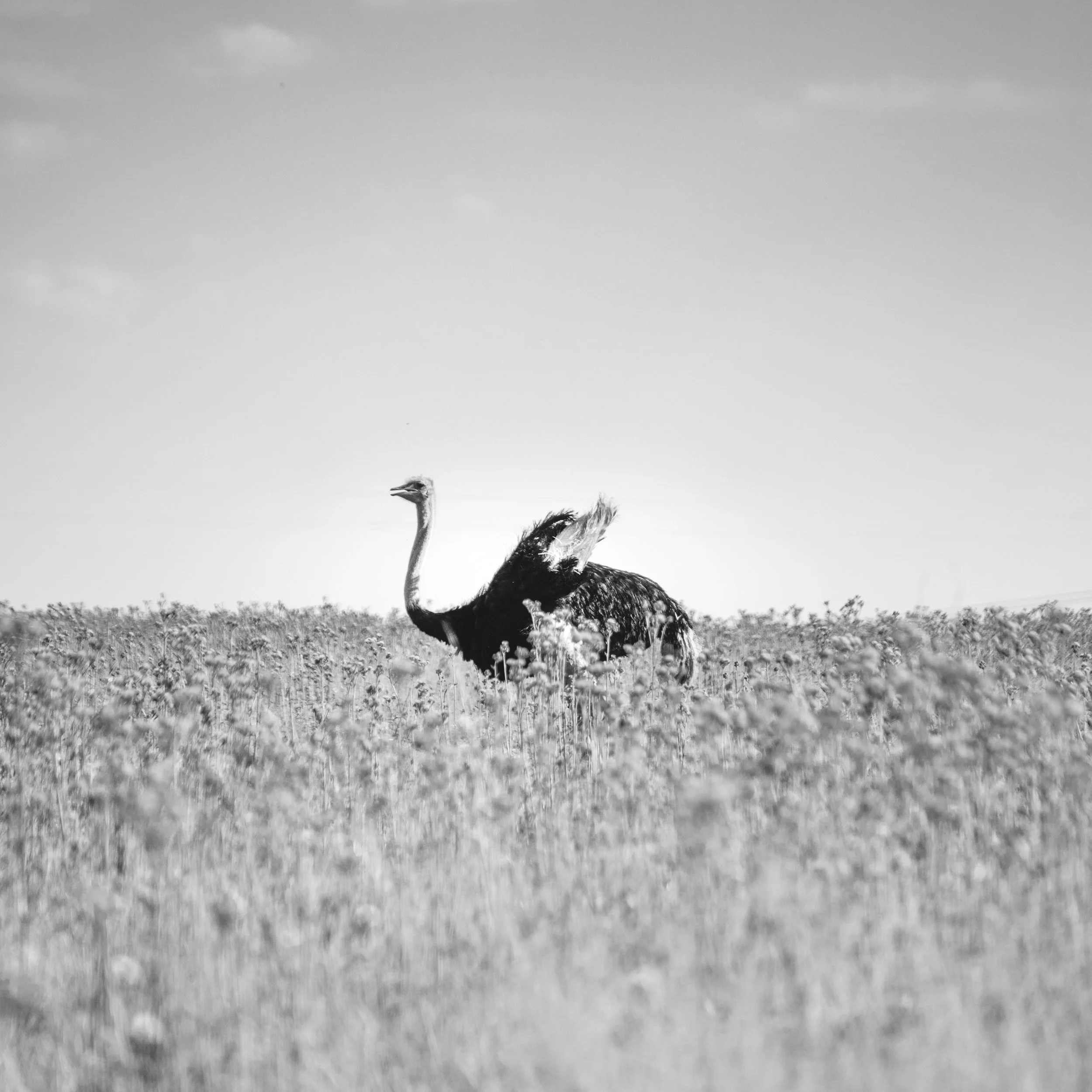 How Permanent Funds Work