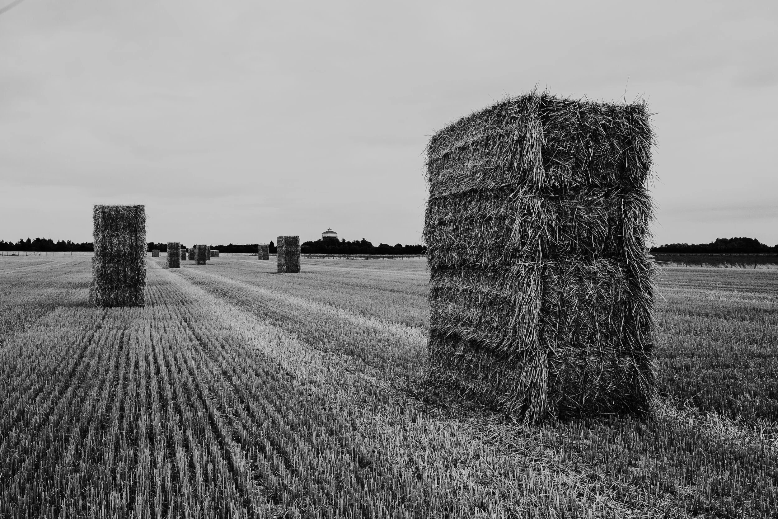 Sweating Hay in the Shining Sun