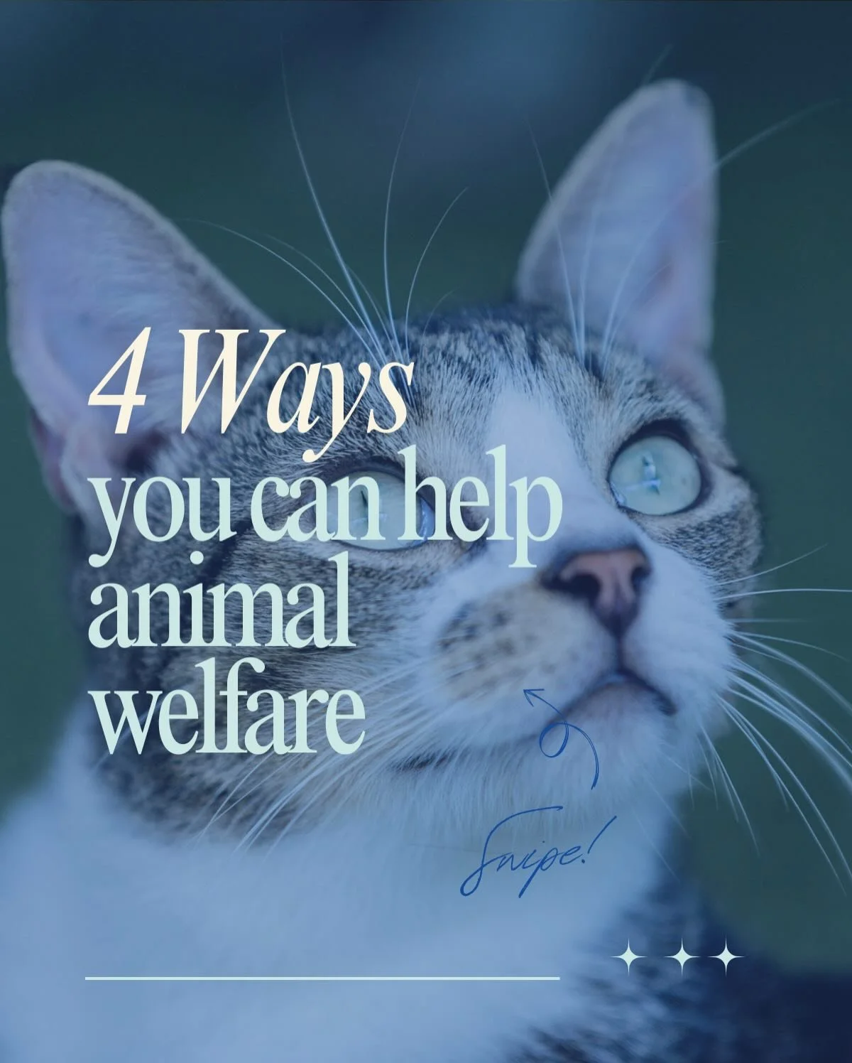 Animal welfare doesn&rsquo;t change on its own, it changes when people act. 

At PASH, there are four simple ways you can make a real difference: volunteer your time or skills, donate to support lifesaving care, share our work to raise awareness, and