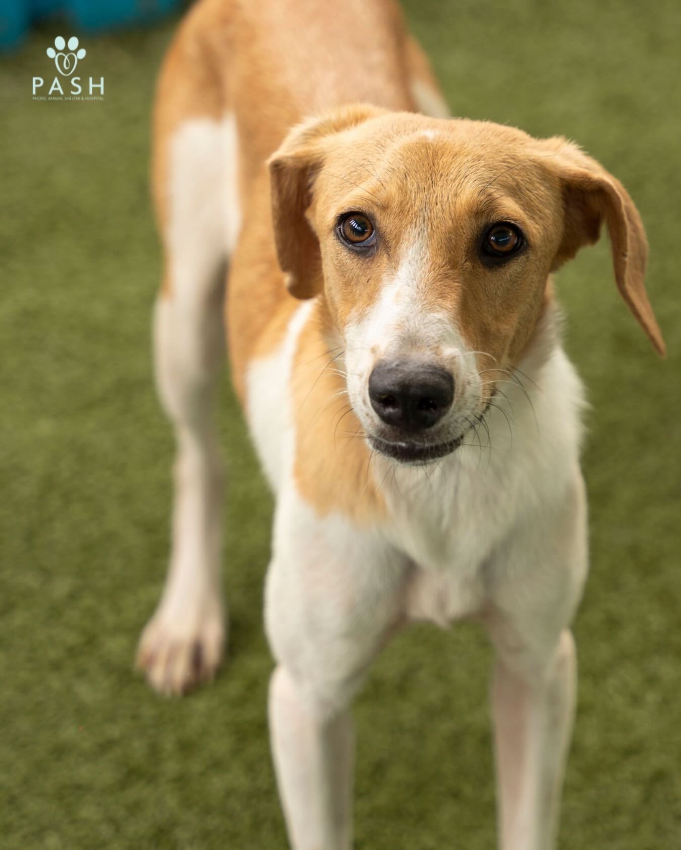 🏡💛 Dogs deserve a loving home at every age, especially our seniors. Older dogs are so often overlooked for puppies, but they have so much to offer! They&rsquo;re usually calmer, already house-trained, and so full of gentle, loyal companionship. Plu