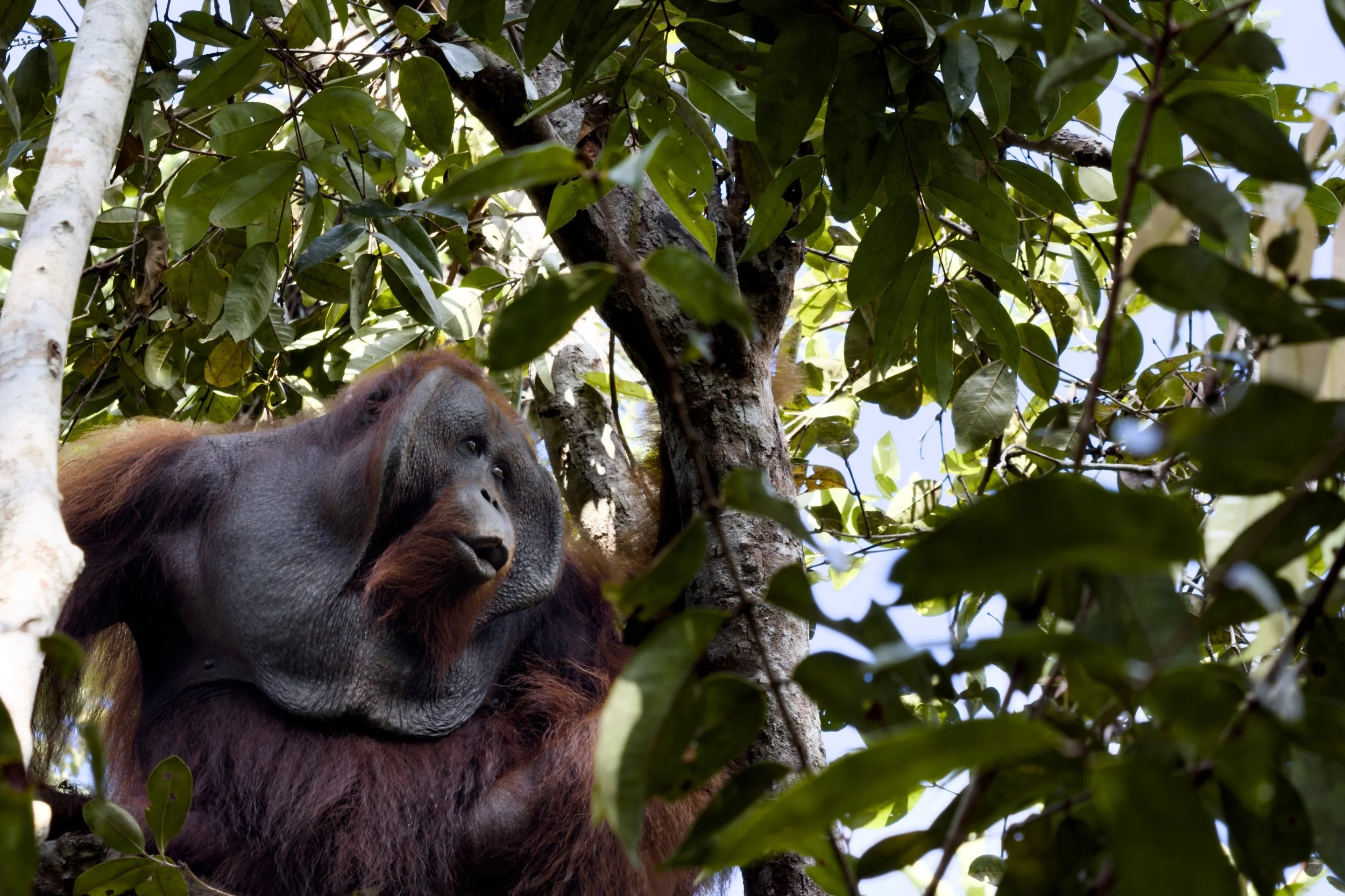 
Jungle Boats & Orangutans: Our #RusticGlam Borneo Family Adventure