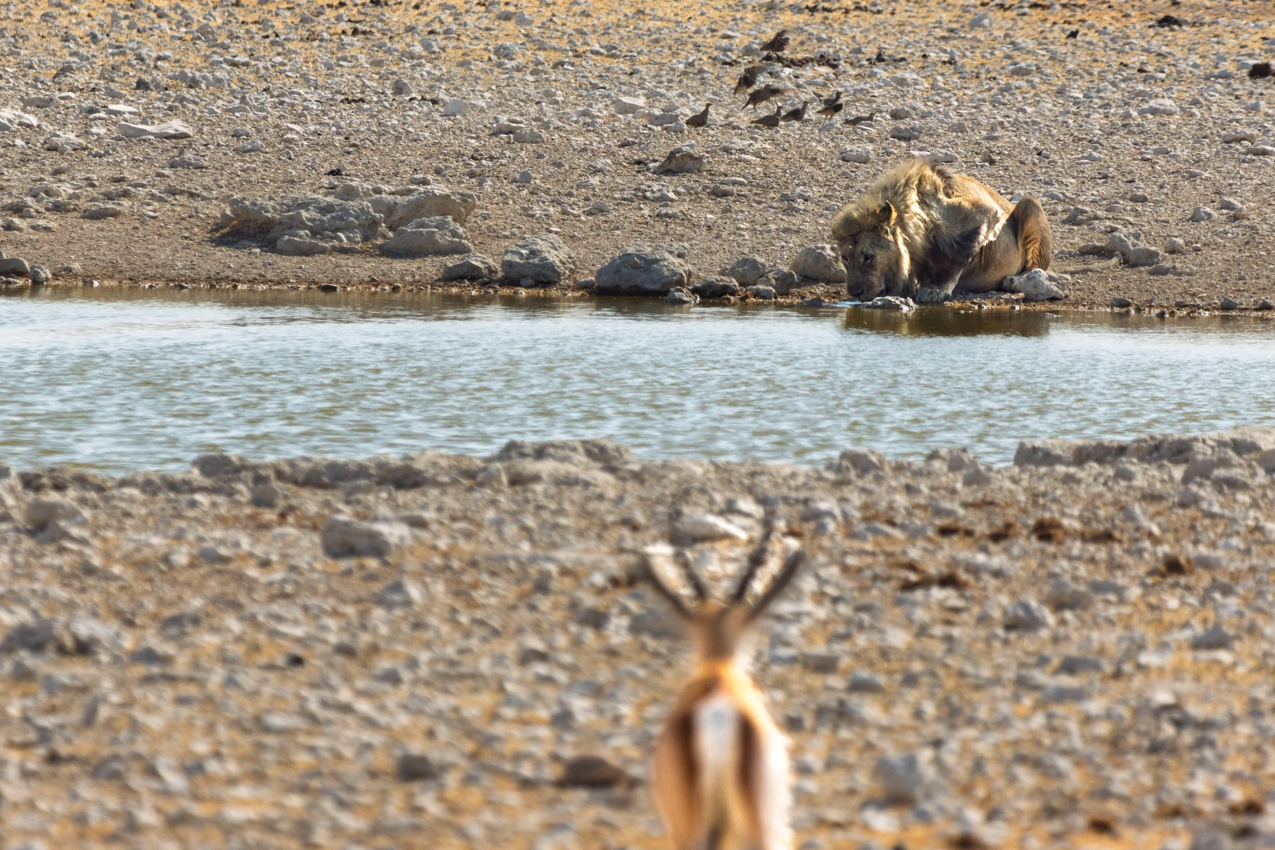 The Ultimate Self-Drive Namibia Itinerary for Adventurous Families
