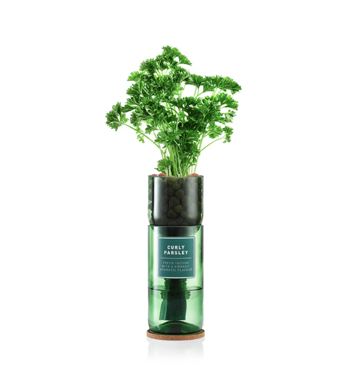 Hydro-Herbs Curly Parsley