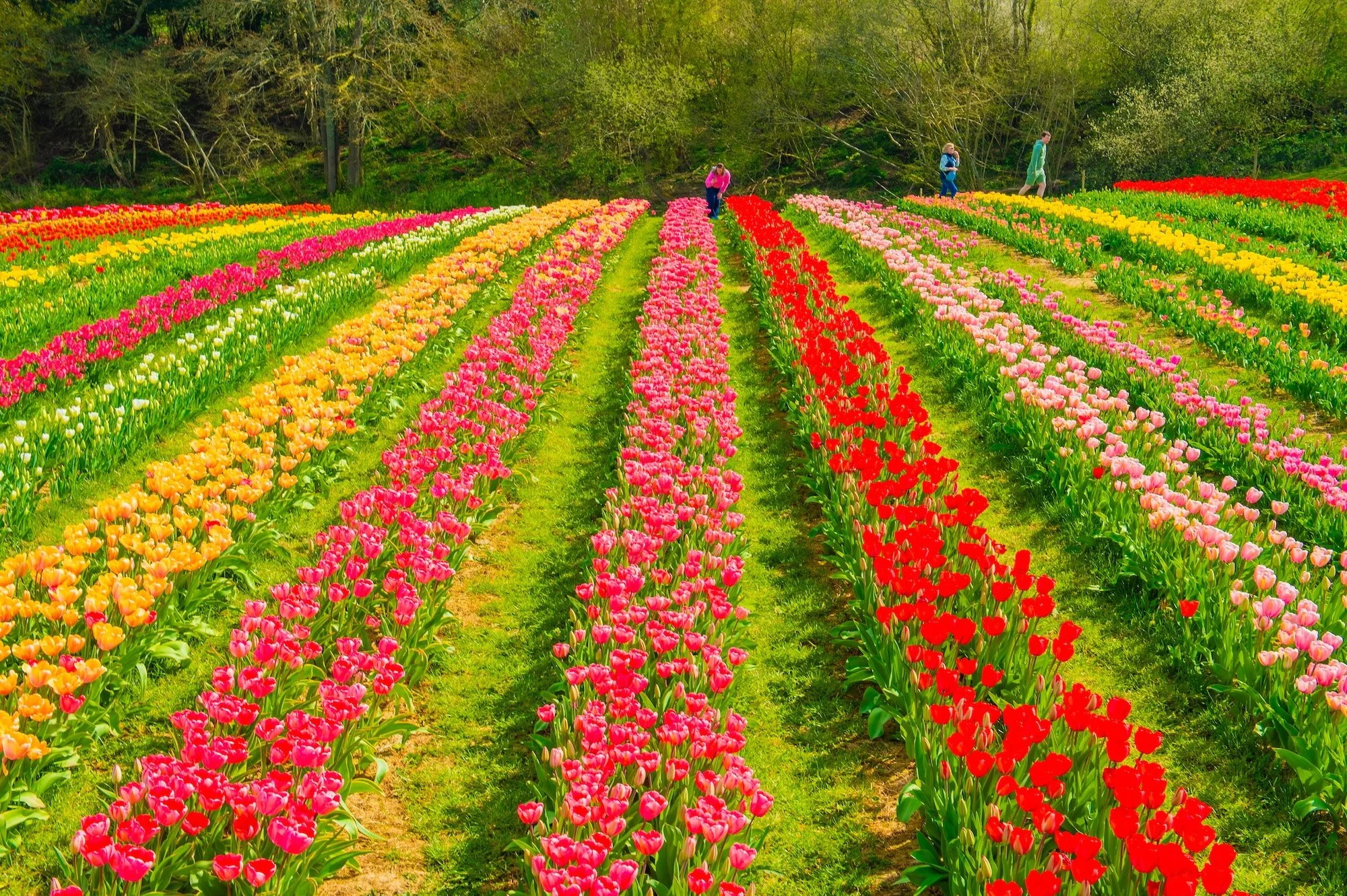 1.5 million tulips set to bloom as UK’s No.1 Tulip Festival opens this April