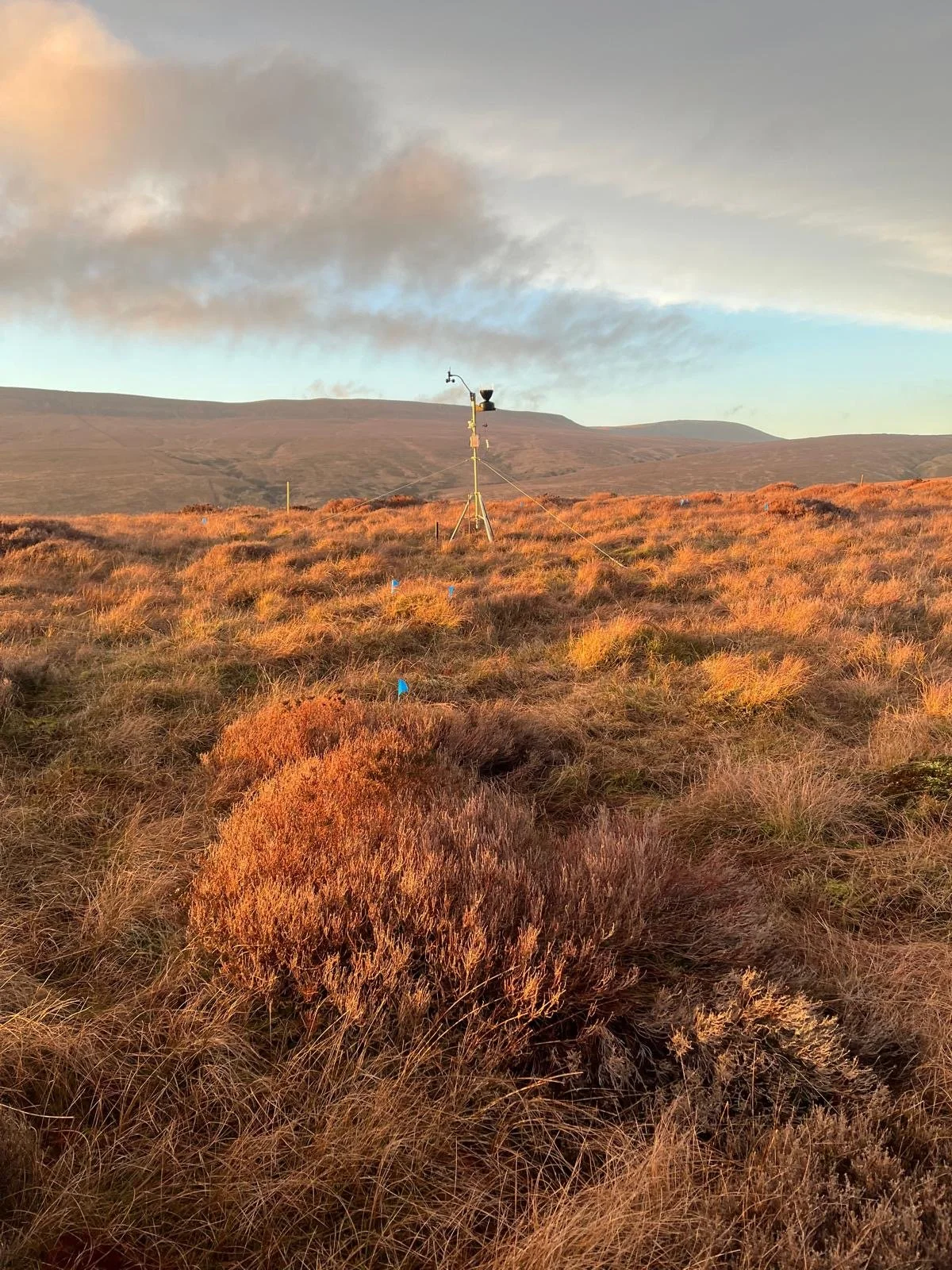Bringing Sphagnum austinii back to Kingsdale Head
