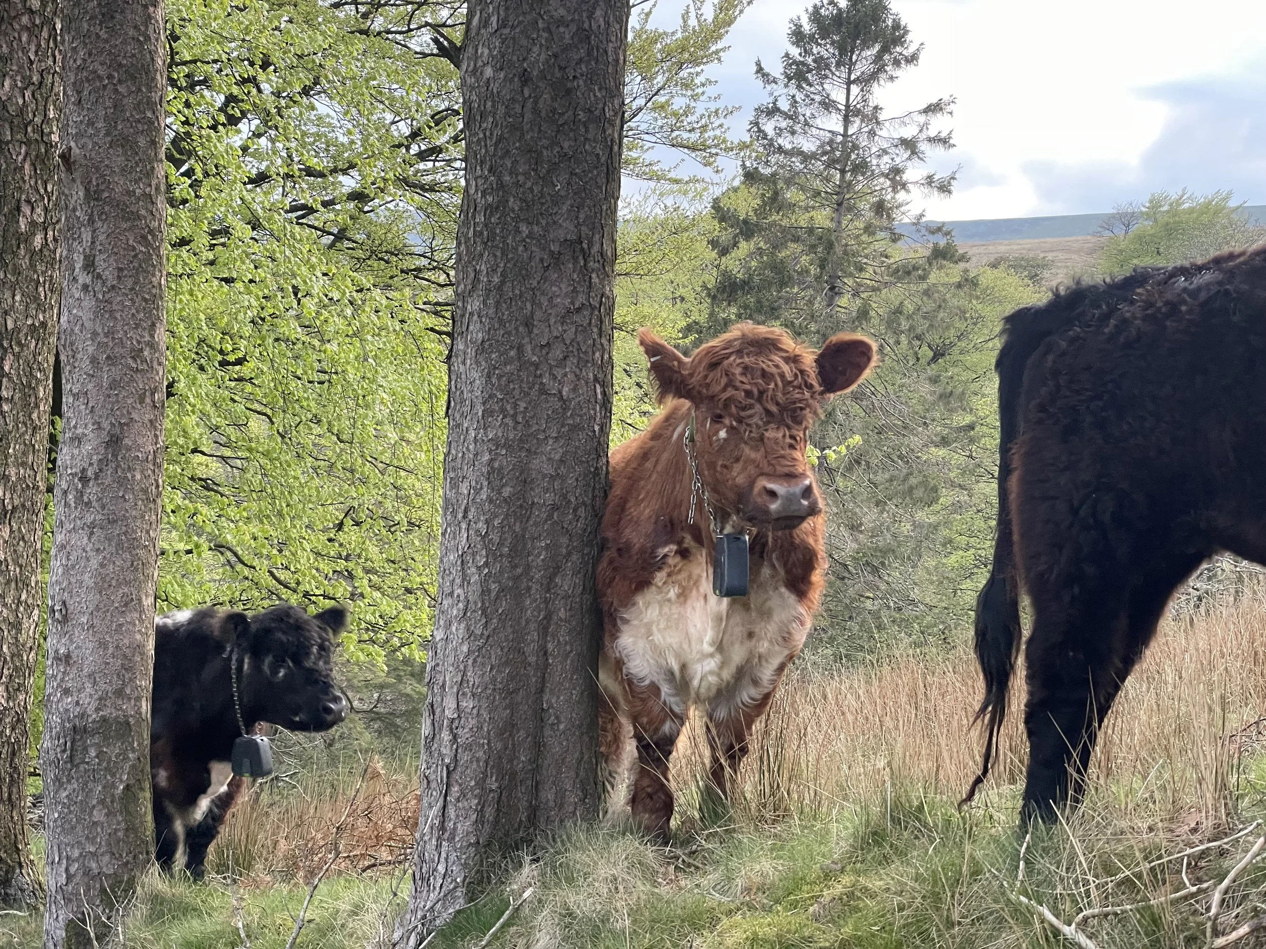 5kg Riggit Galloway Beef Boxes