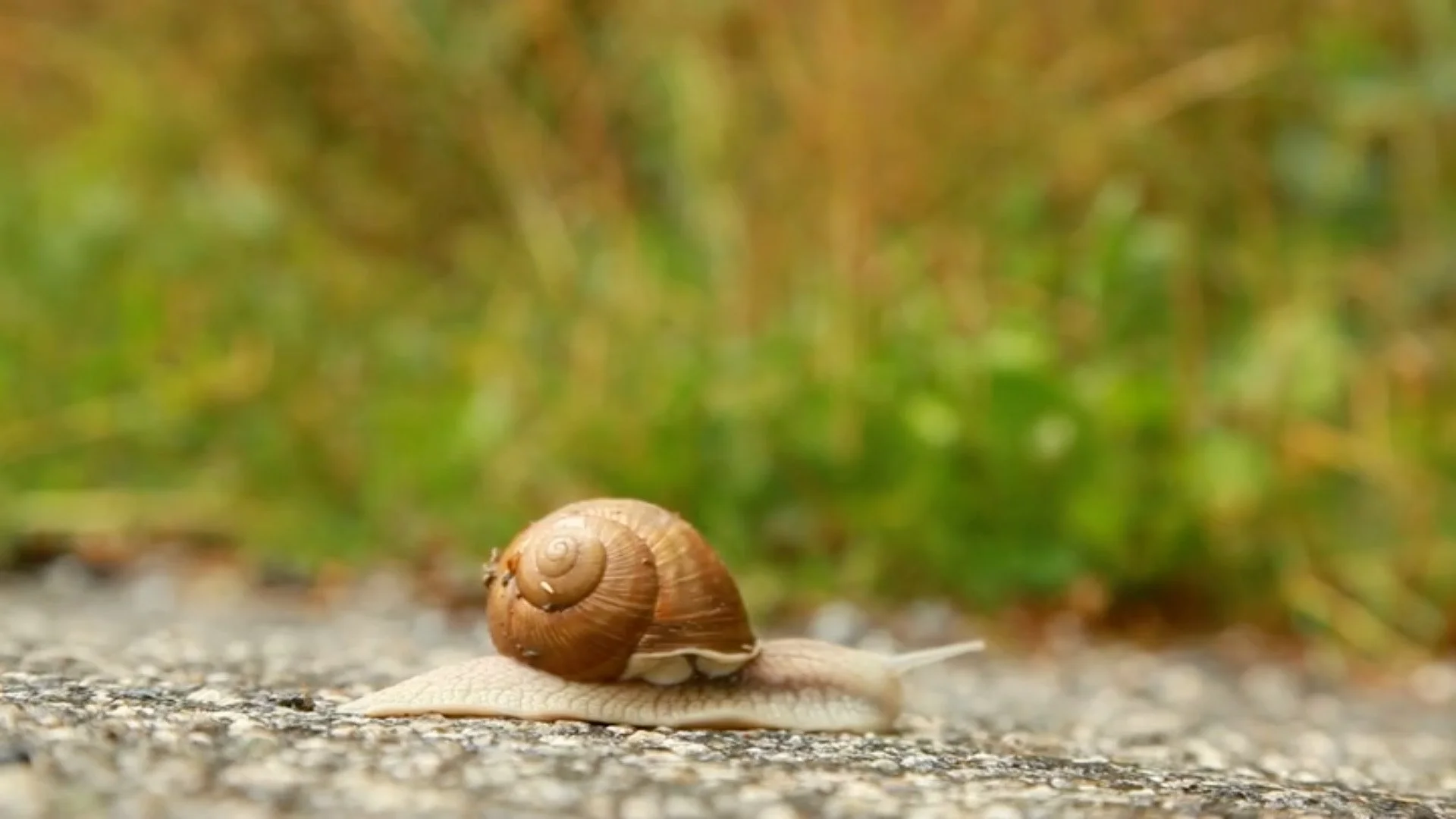 background snail YBTM.jpg