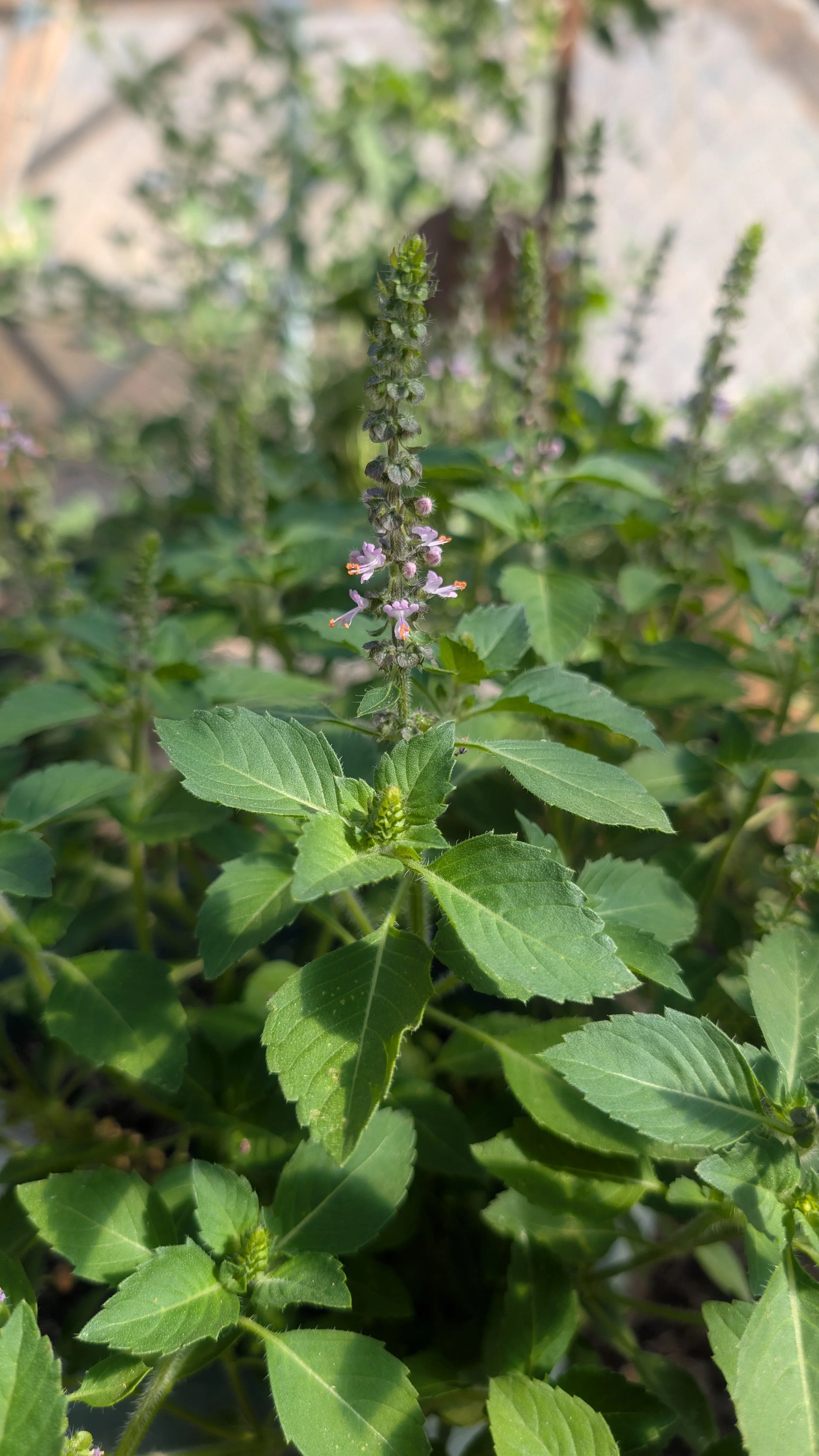 Holy Basil (Tulsi) Seeds