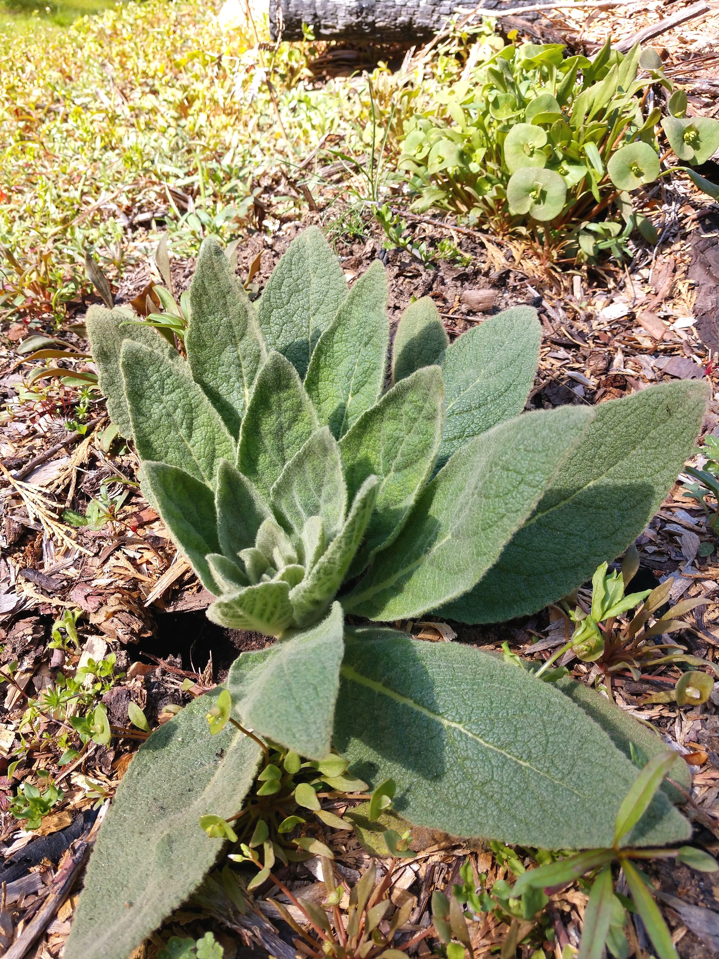 mullein+2.jpg