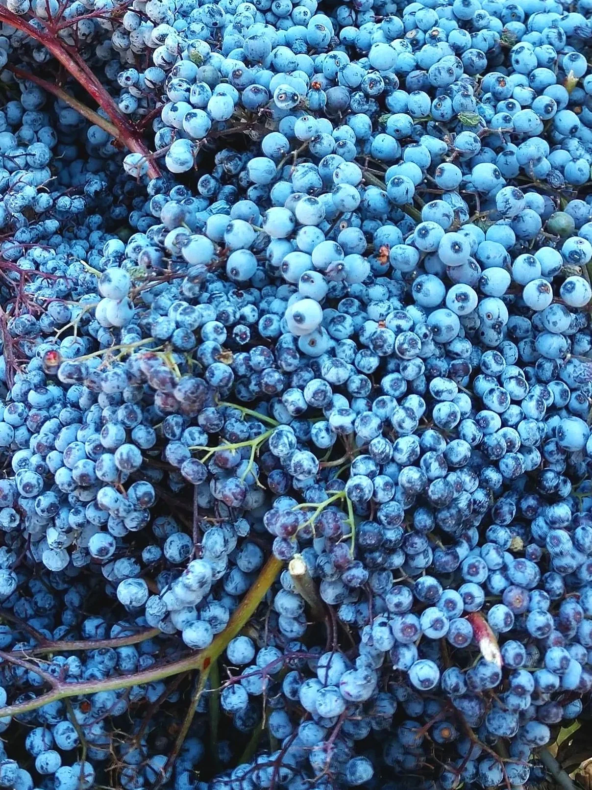 elderberry%2Bbasket.jpg