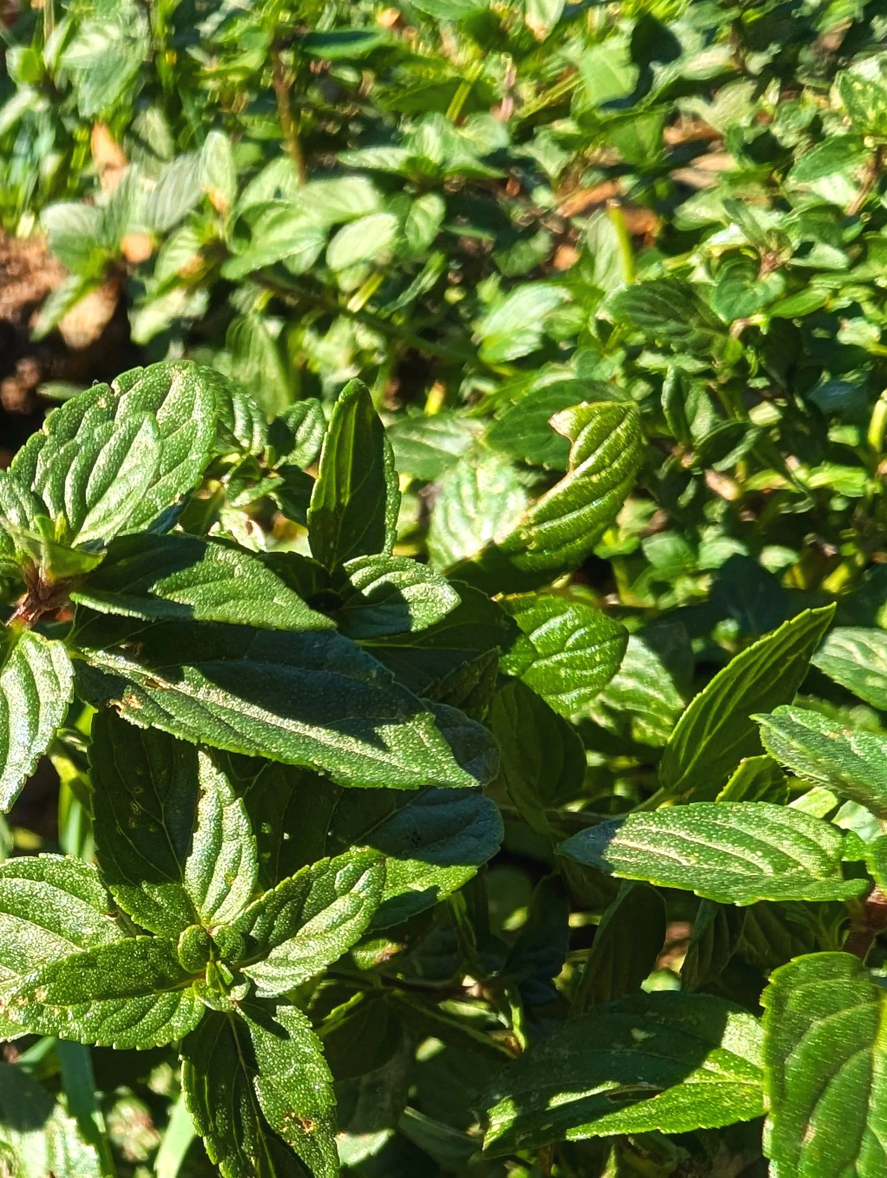peppermint.jpg