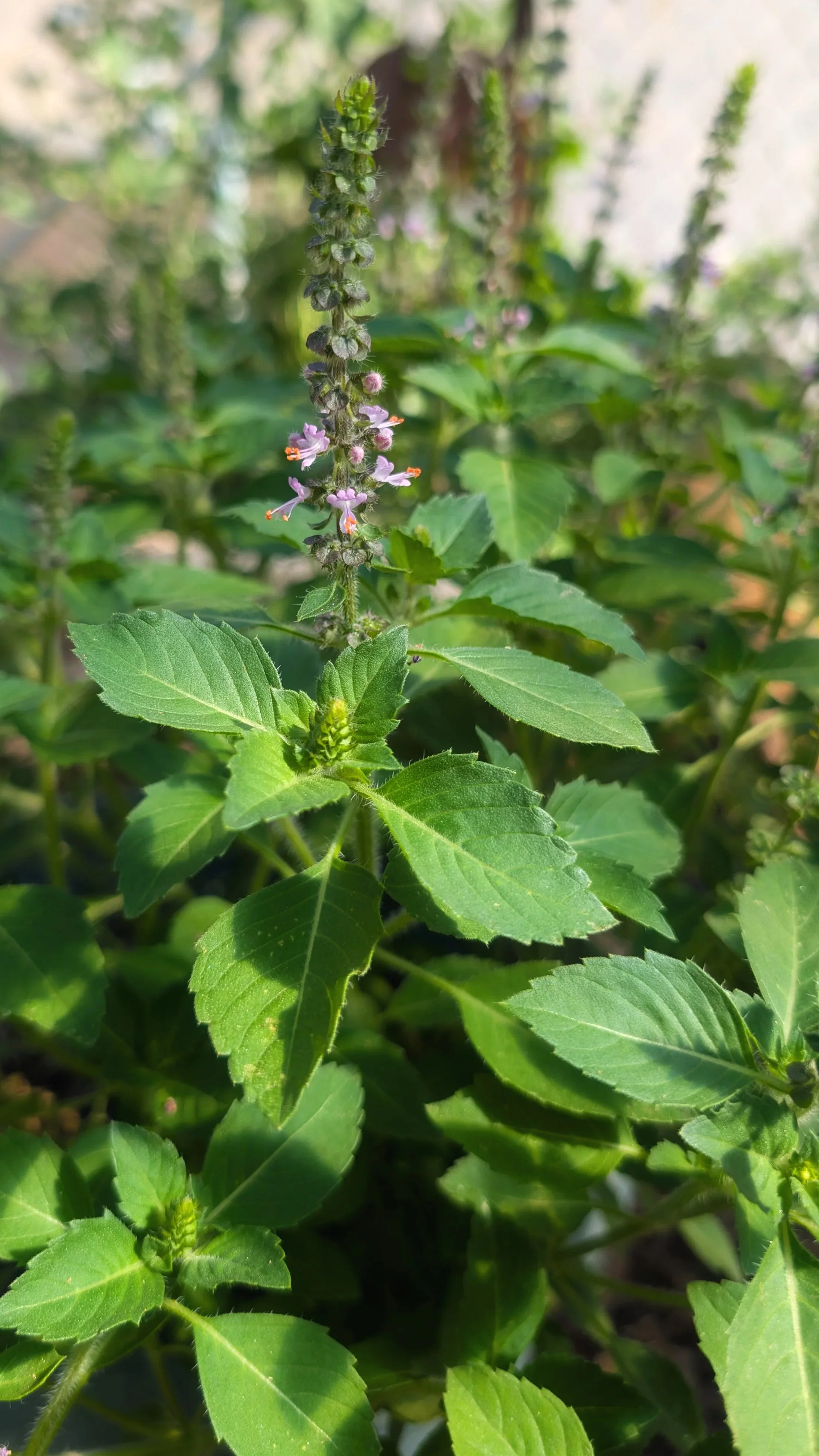 holy+basil+plant.jpg