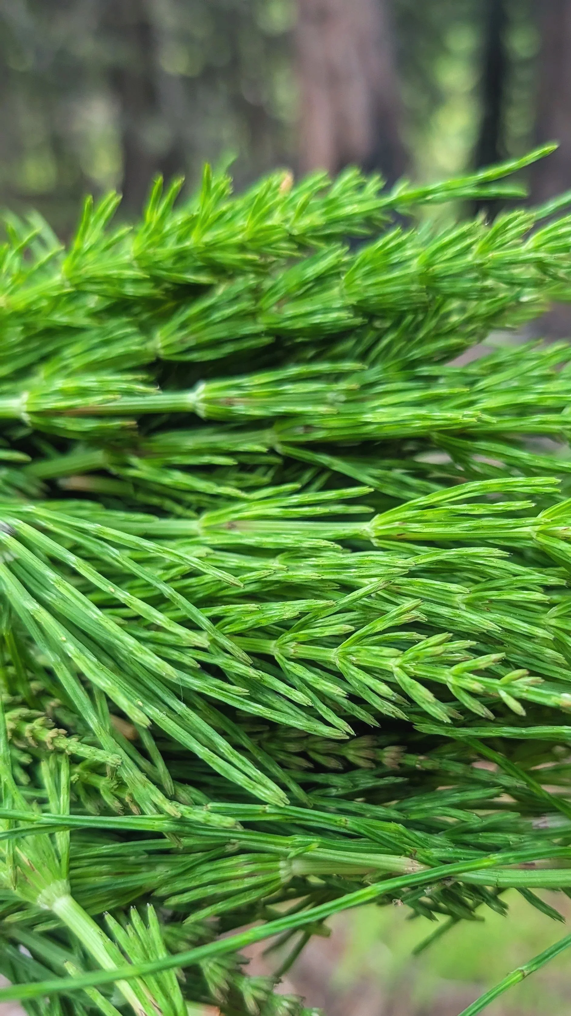 horsetail.jpg