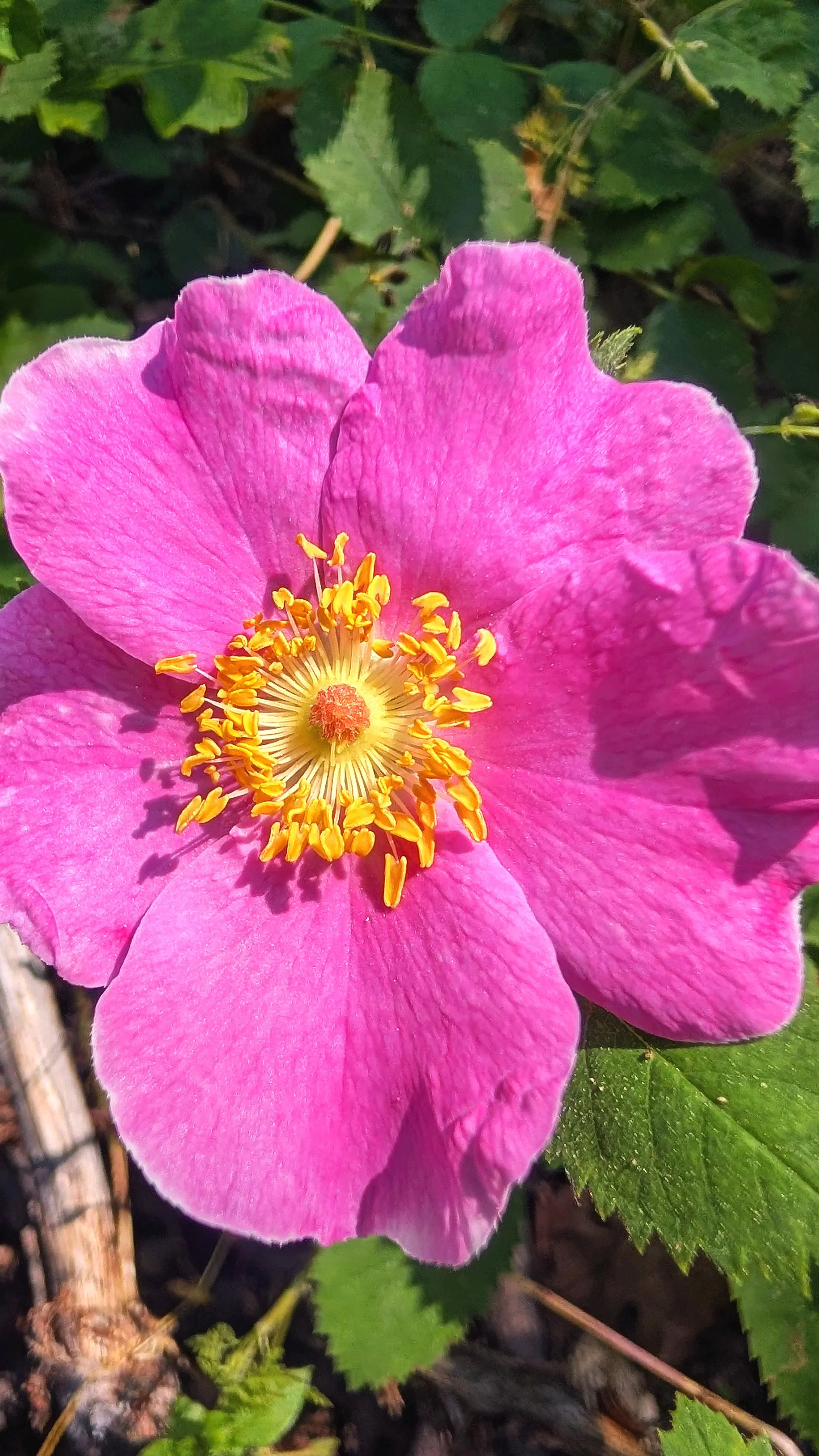 rose.jpg