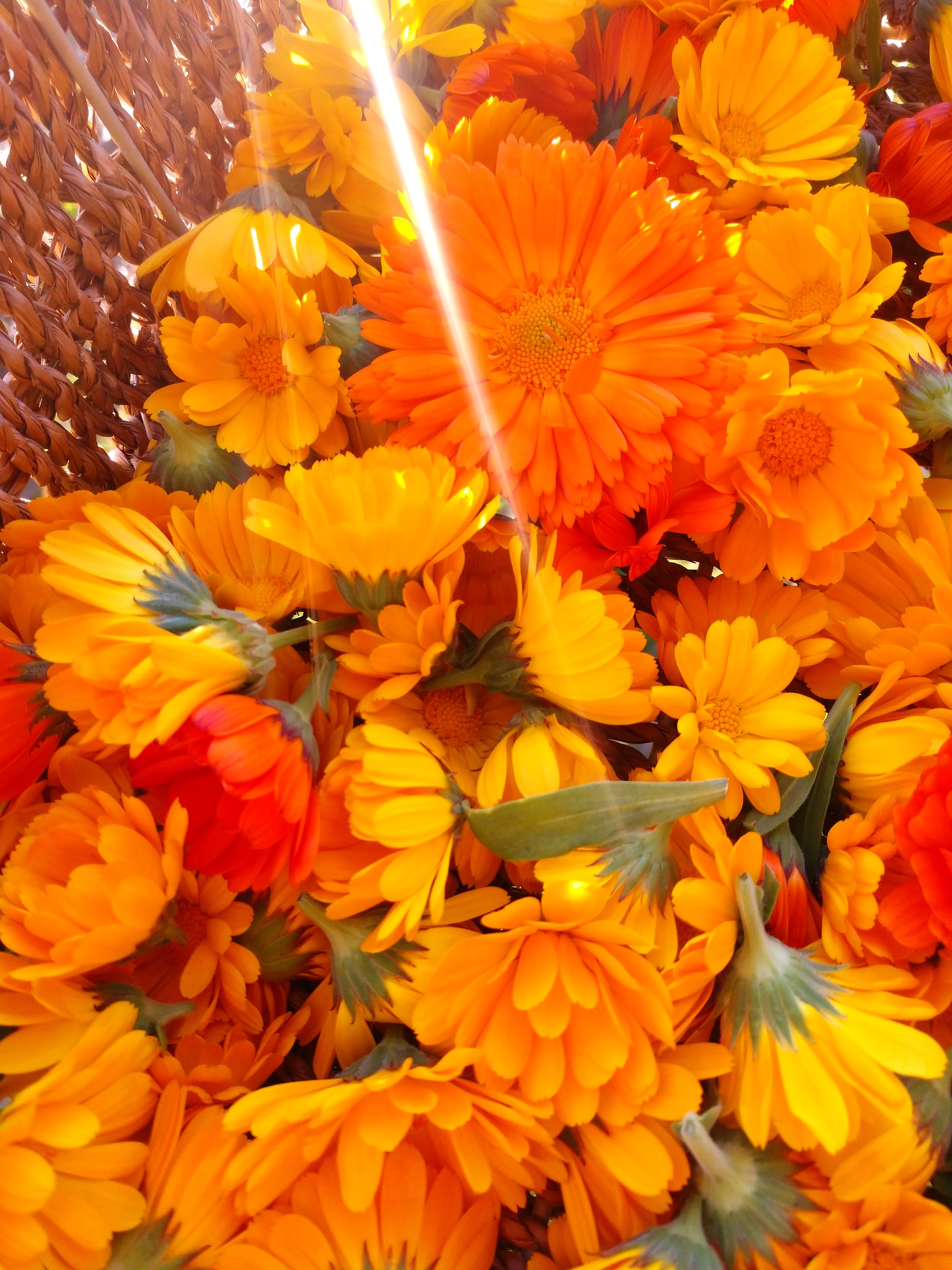 calendula+1.jpg