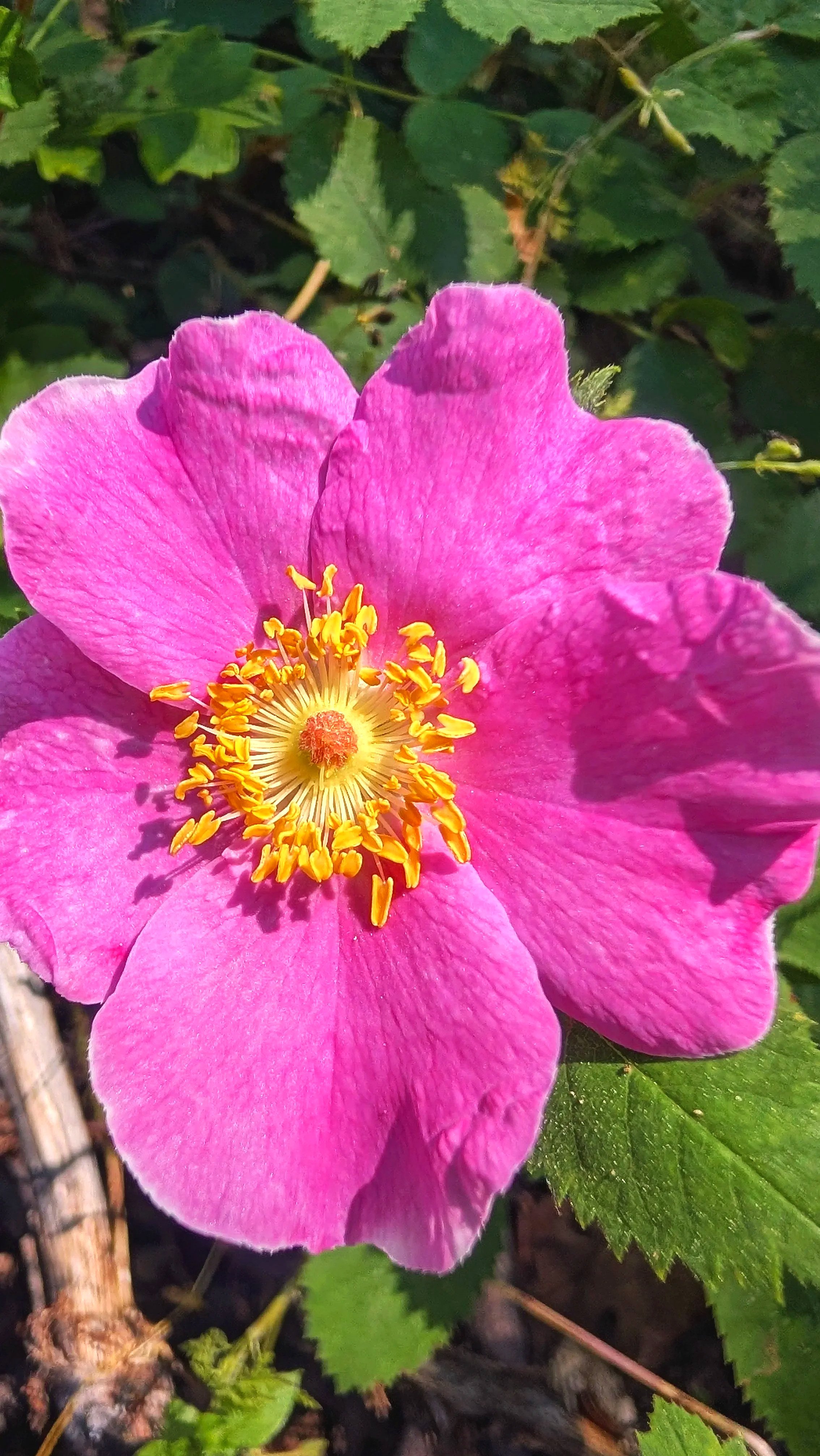 rose.jpg