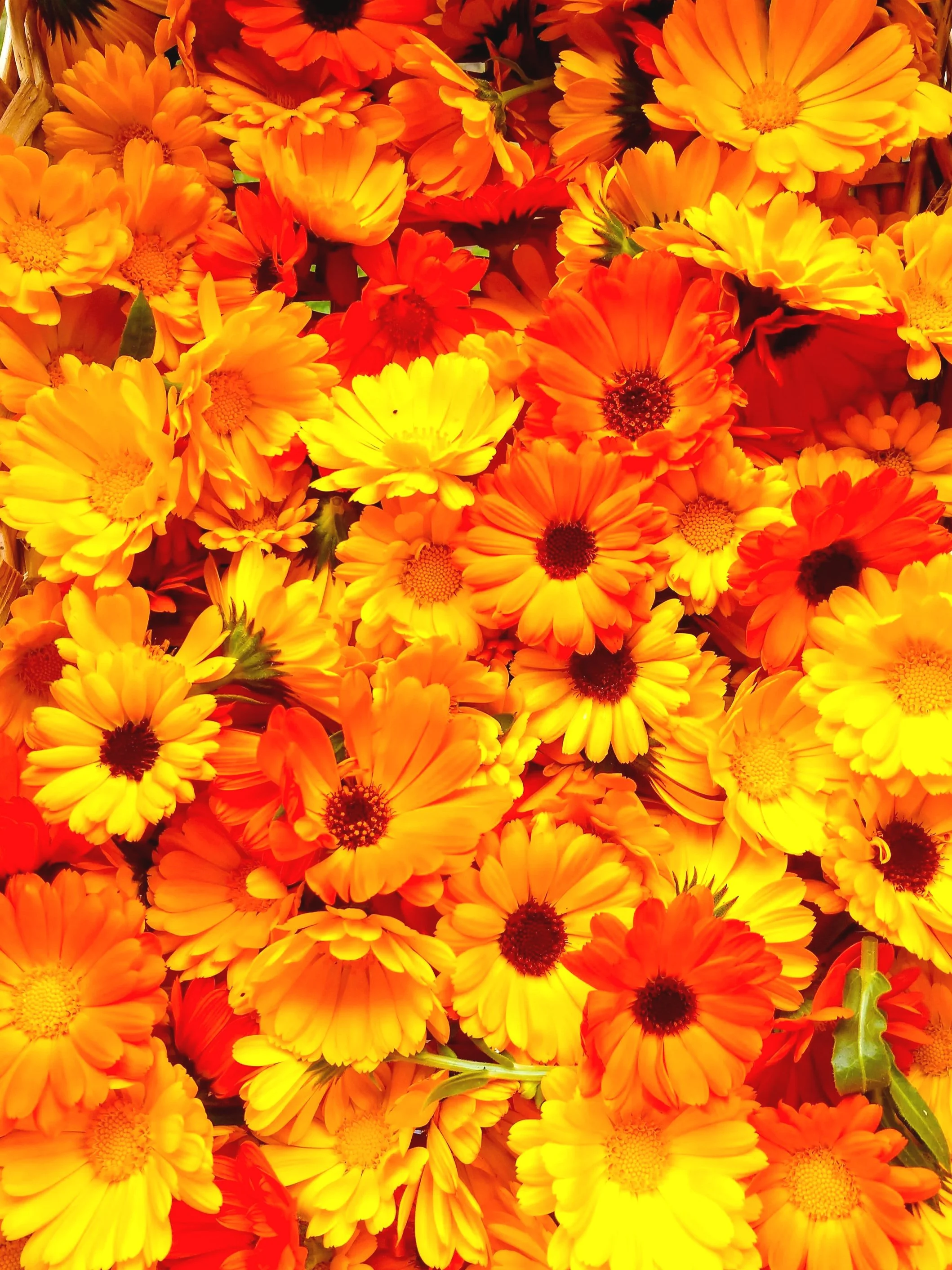 calendula.jpg