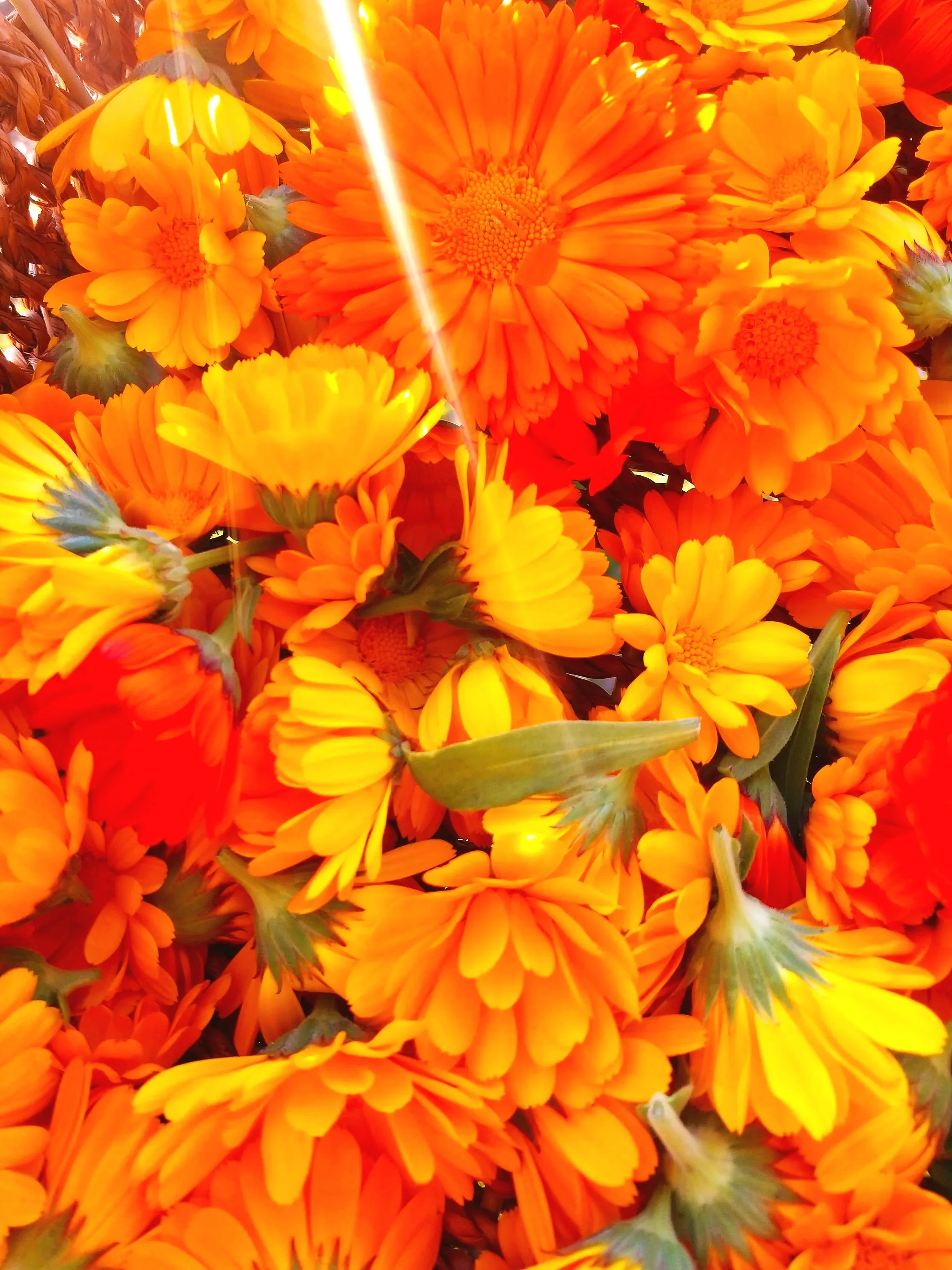 calendula%2B1.jpg