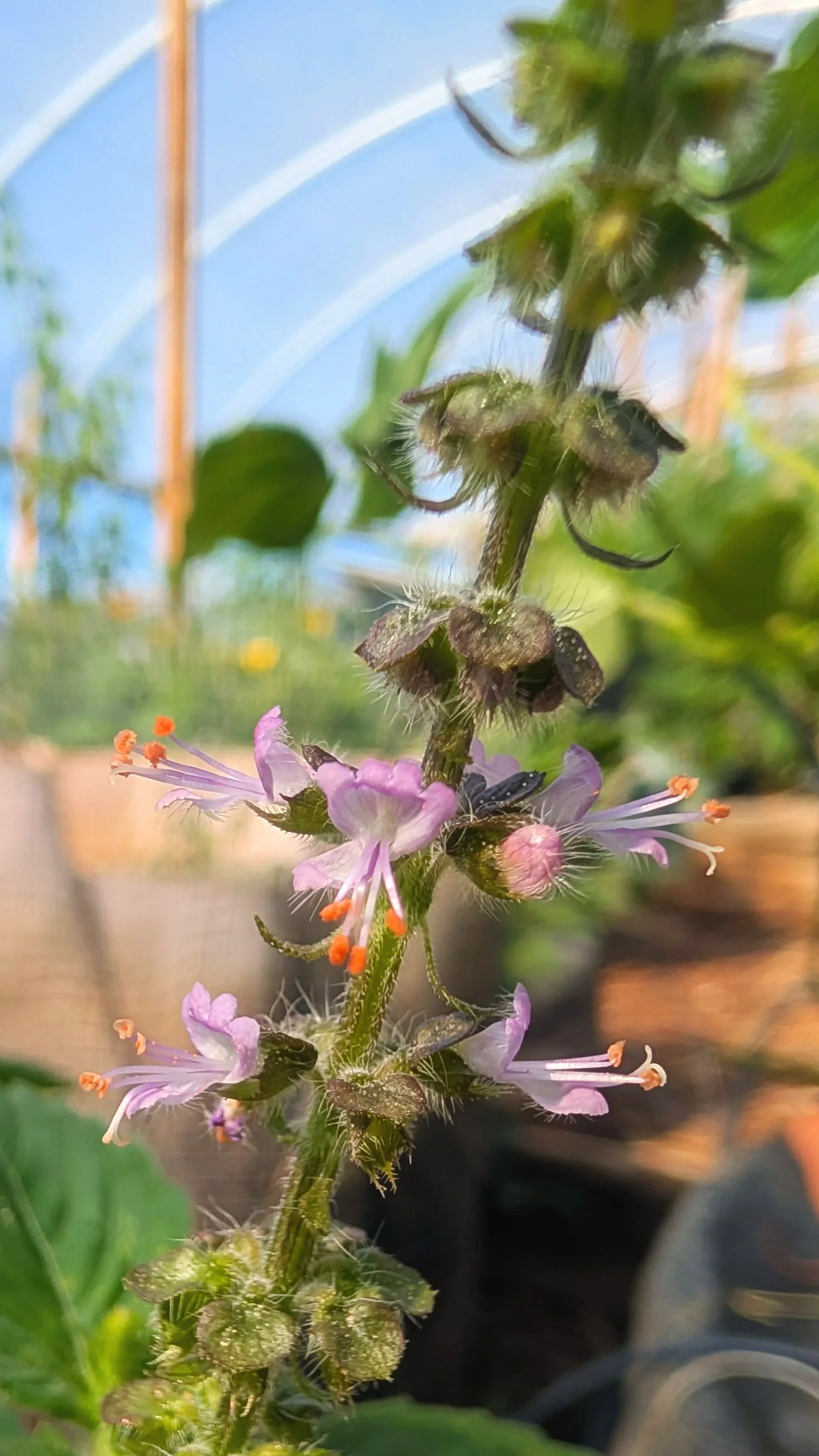 holy+basil.jpg