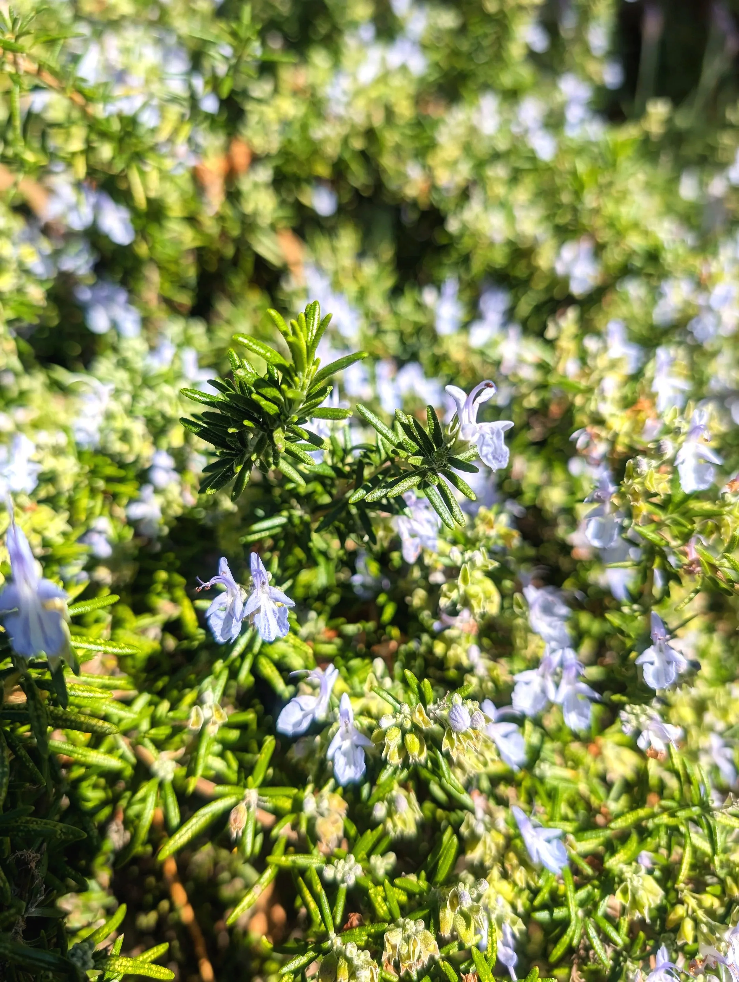 rosemary.jpg