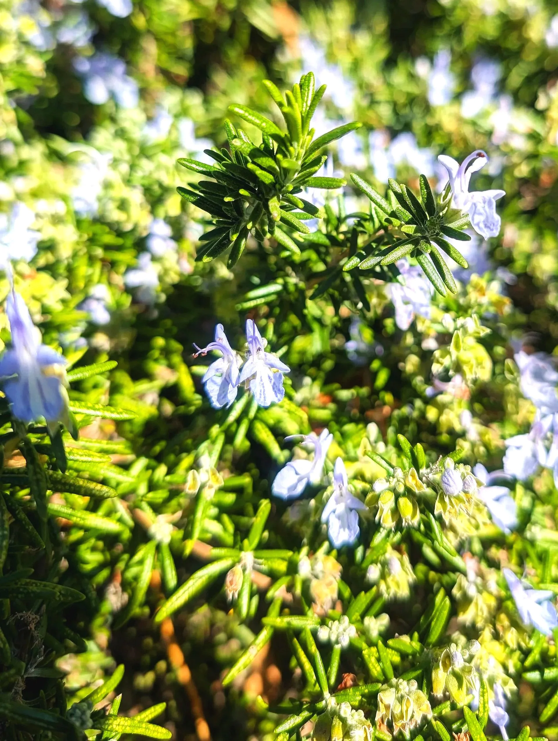 Rosemary Mint Lip Balm