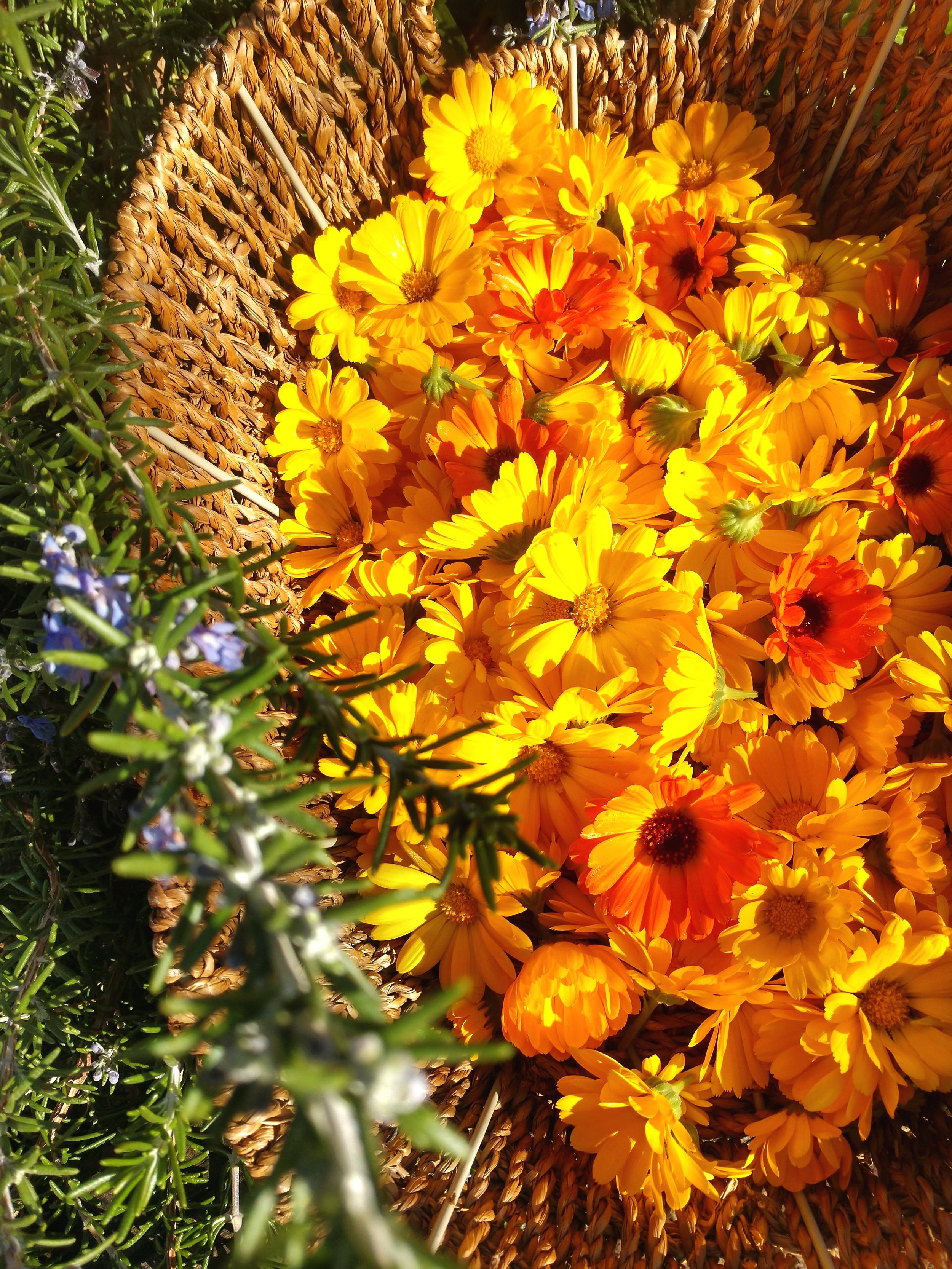 calendula.jpg