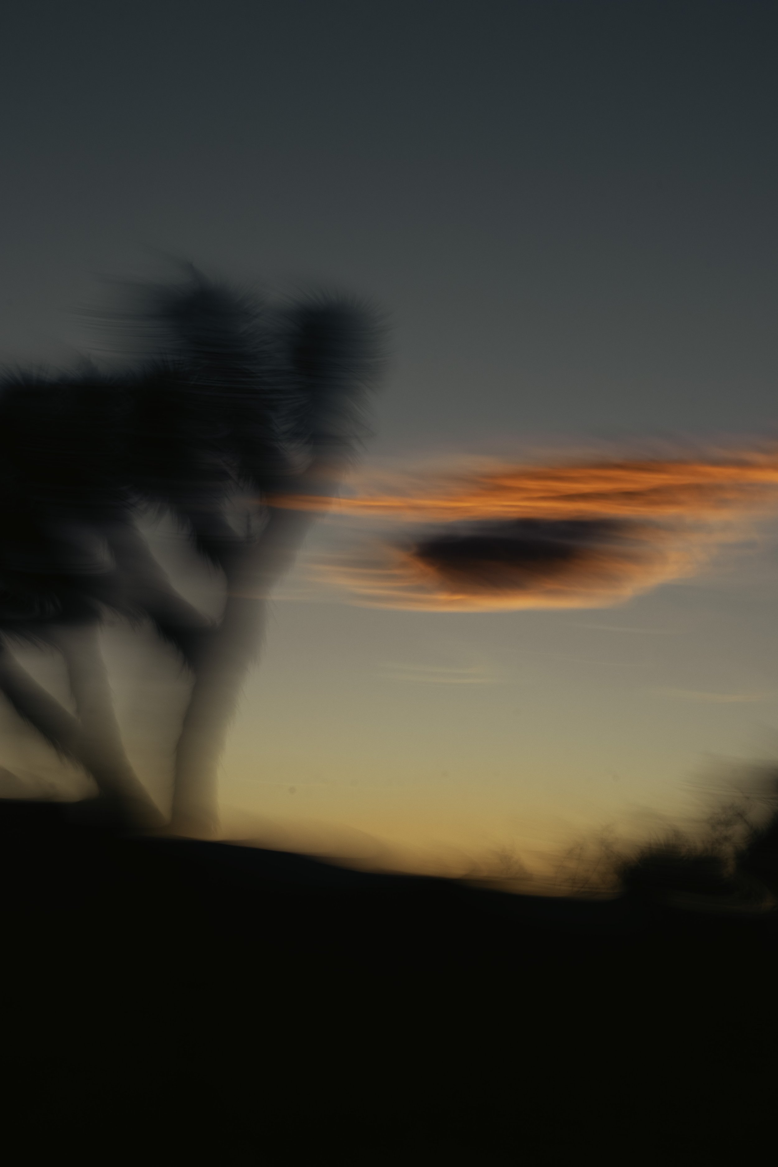 magic mash... joshua tree.jpg