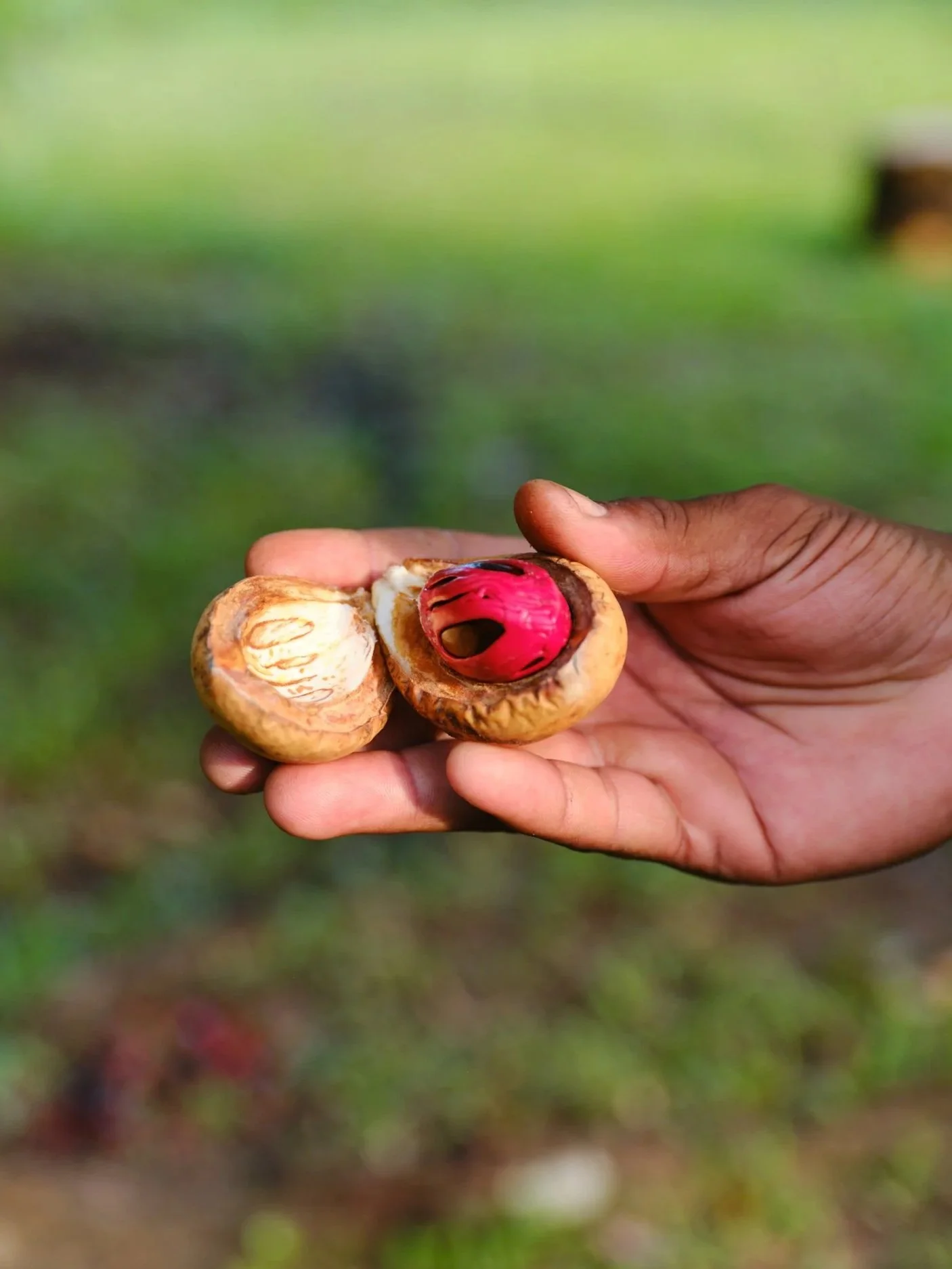 Person holding a cracked open nut revealing the seed inside, with a blurred green background.