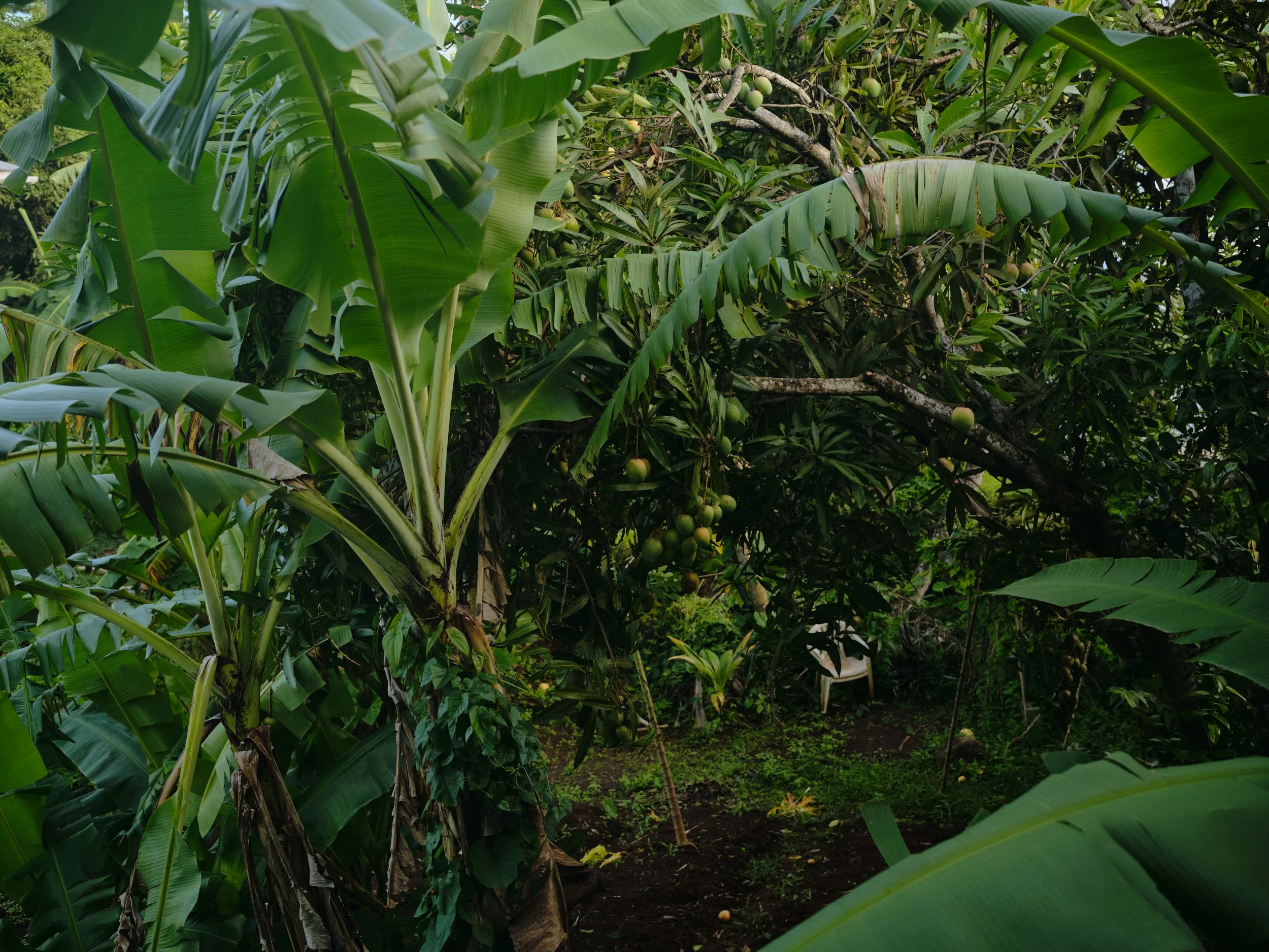 Lush tropical garden with banana trees and papaya trees, showing green leaves, growing fruits, and soil.