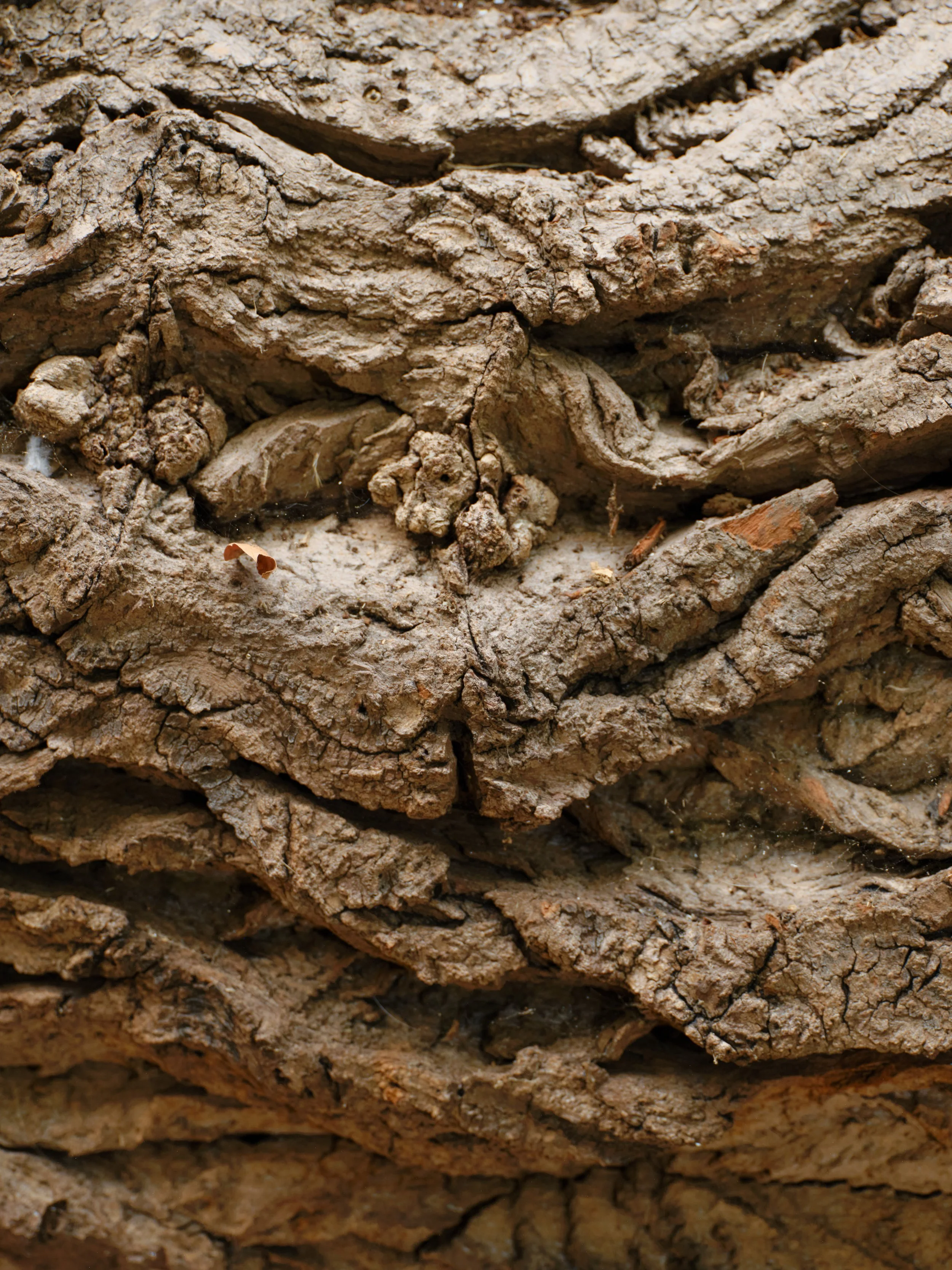 Close-up of layered, rough-textured bark on a tree.